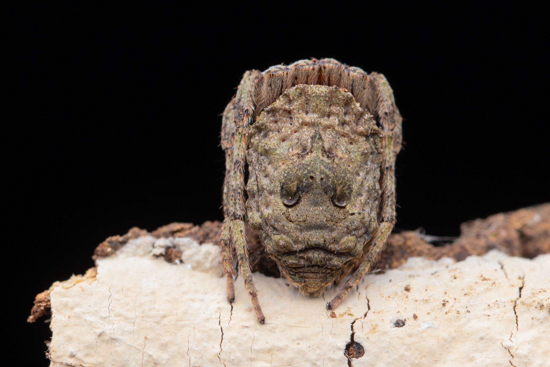 Seed-mimicking spider Poltys sp