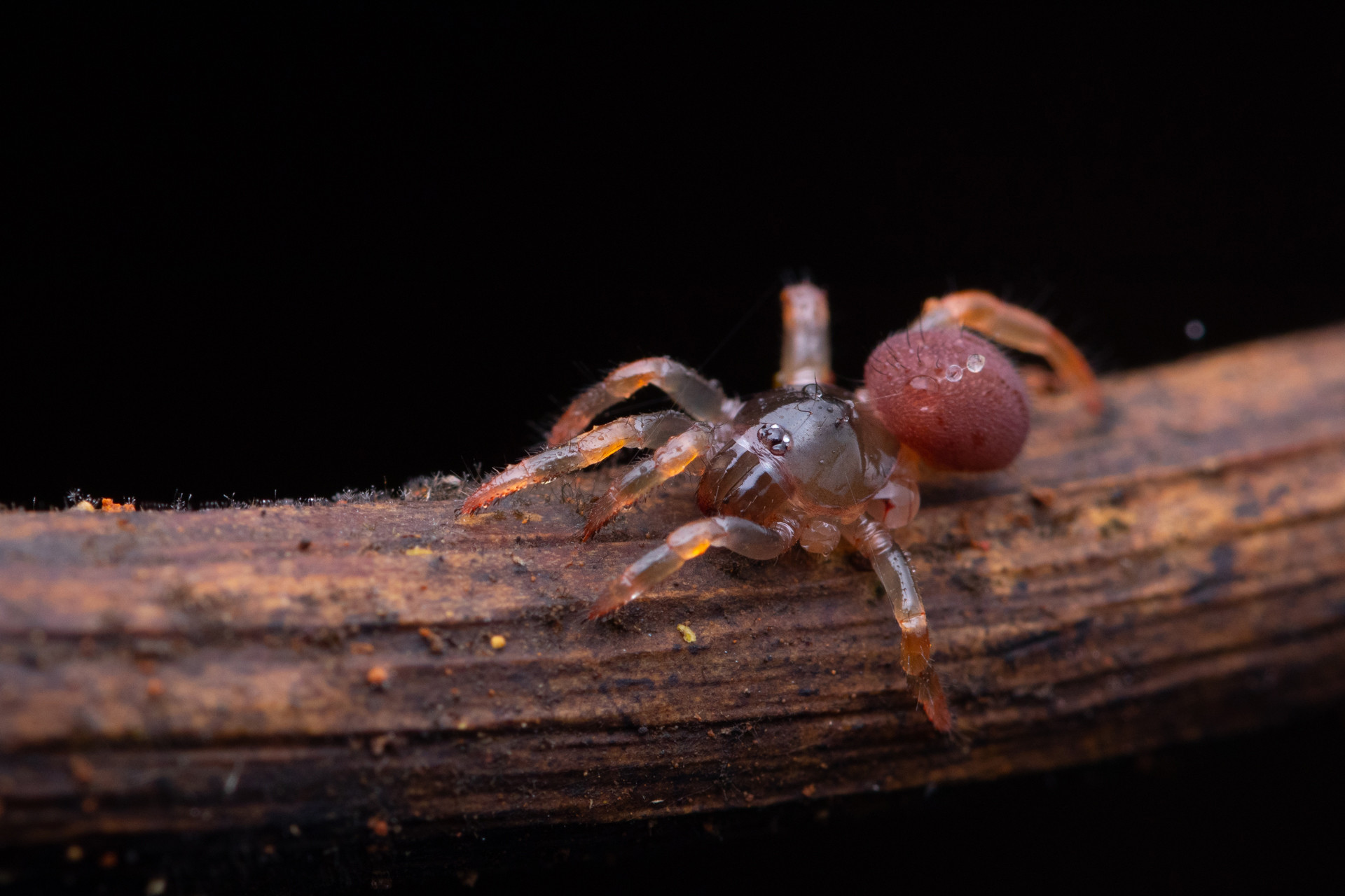 Trapdoor spider Conothele sp
