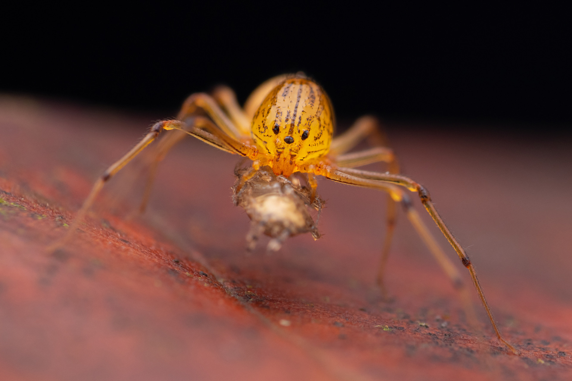 Spitting spider Scytodes sp