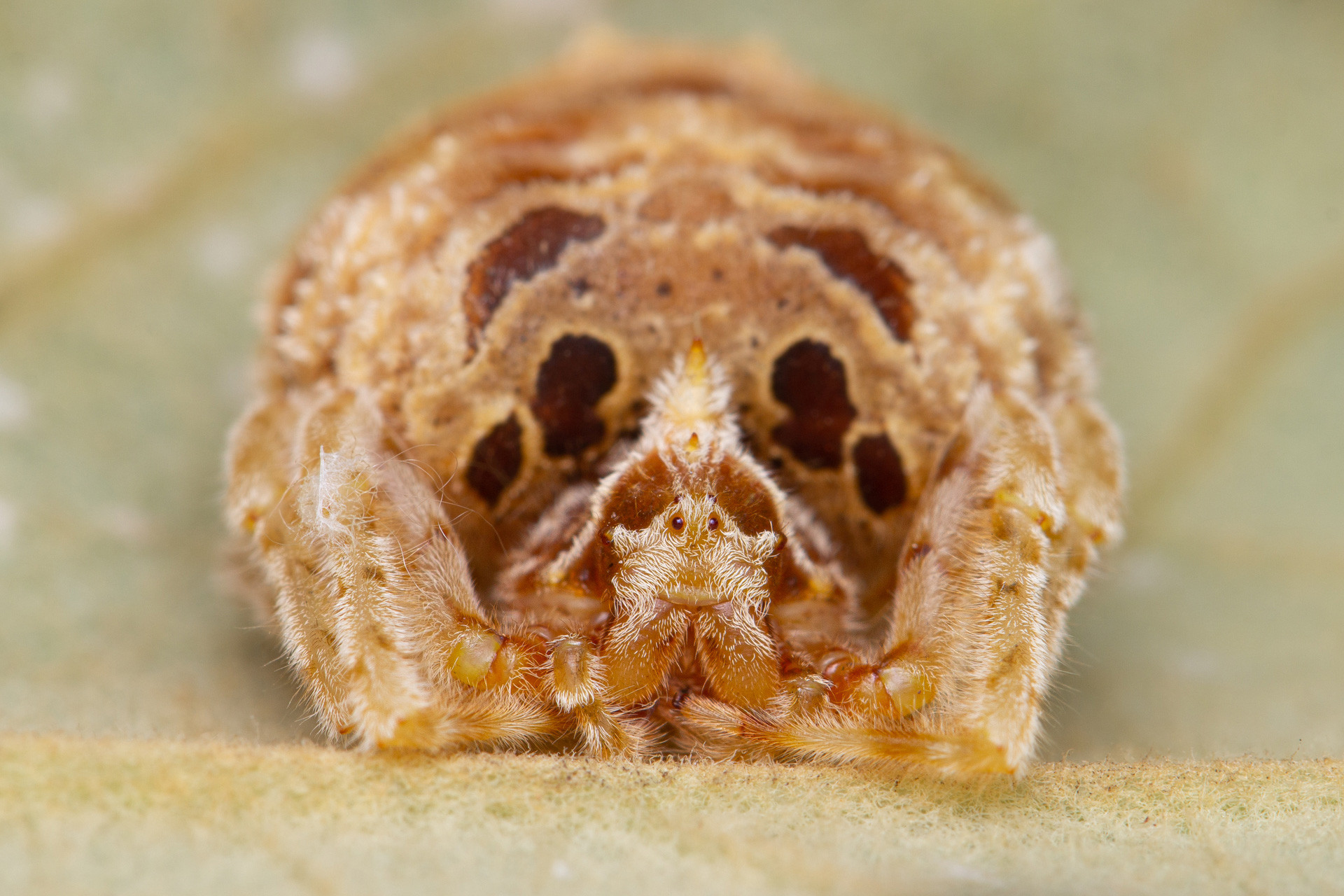 Bolas spider Ordgarius sexspinosus