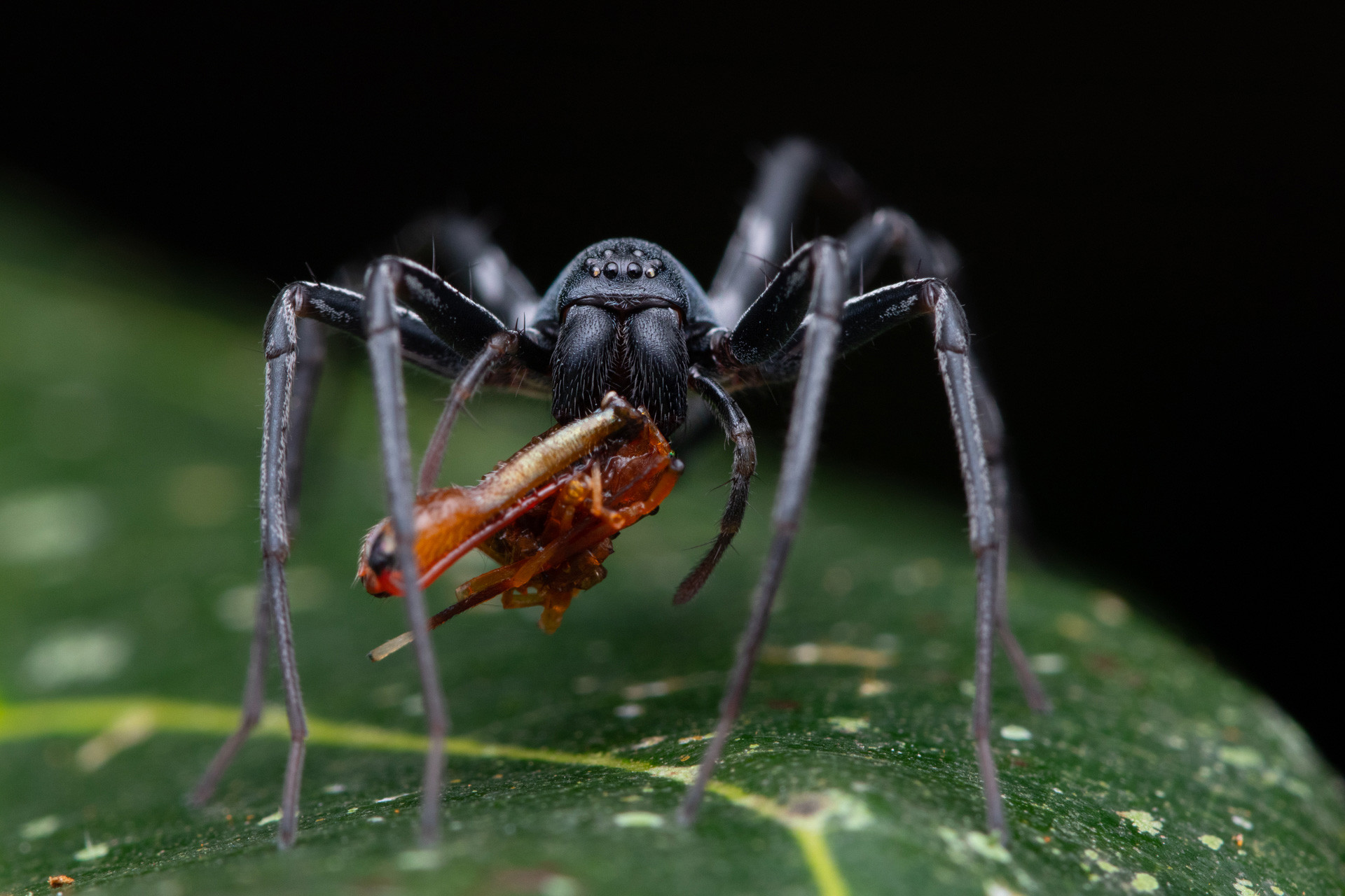 Ant-mimic Sac spider Corinnomma sp