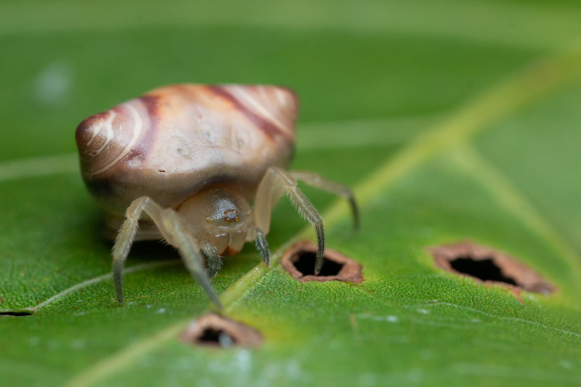Gecko-mimicking spider Cyrtarachne sp