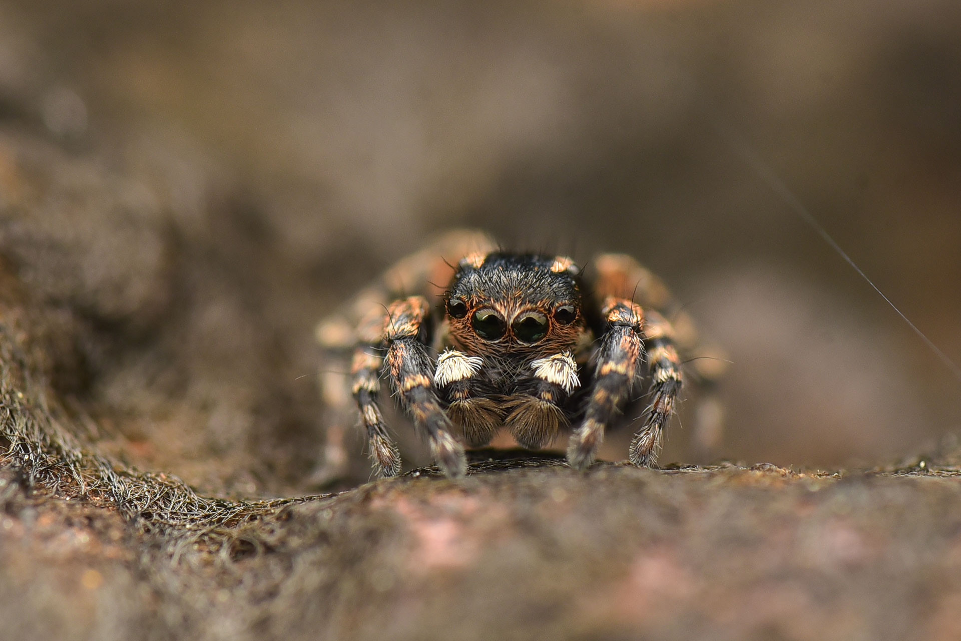 Langona sp jumping Spider seen in laterite plateau