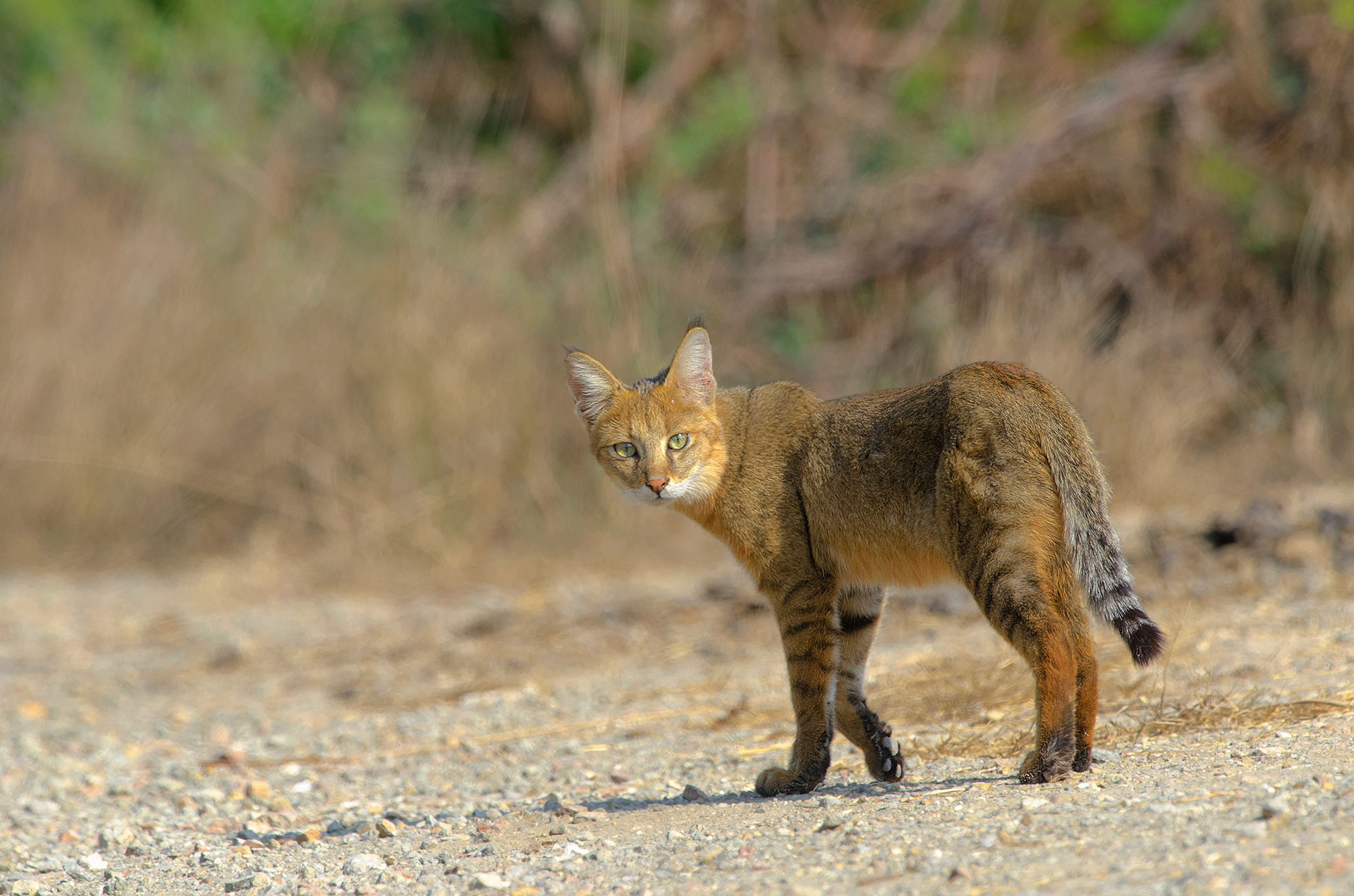      Jungle Cat Rajesh Shah | Nature Infocus