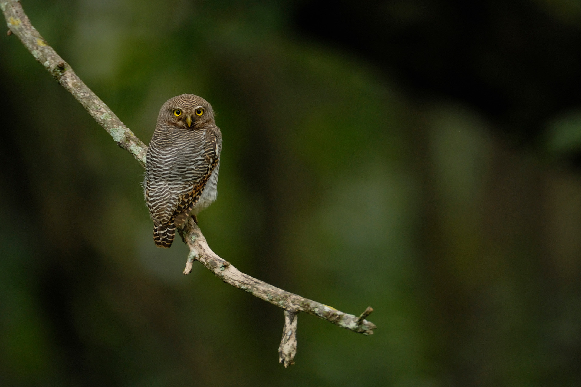      JungleOwlet DSC     | Nature Infocus