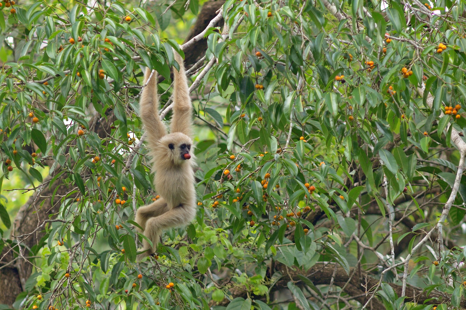 Juvenile lar ficus altissima - Quite Literally, Food For Thought! | Nature inFocus