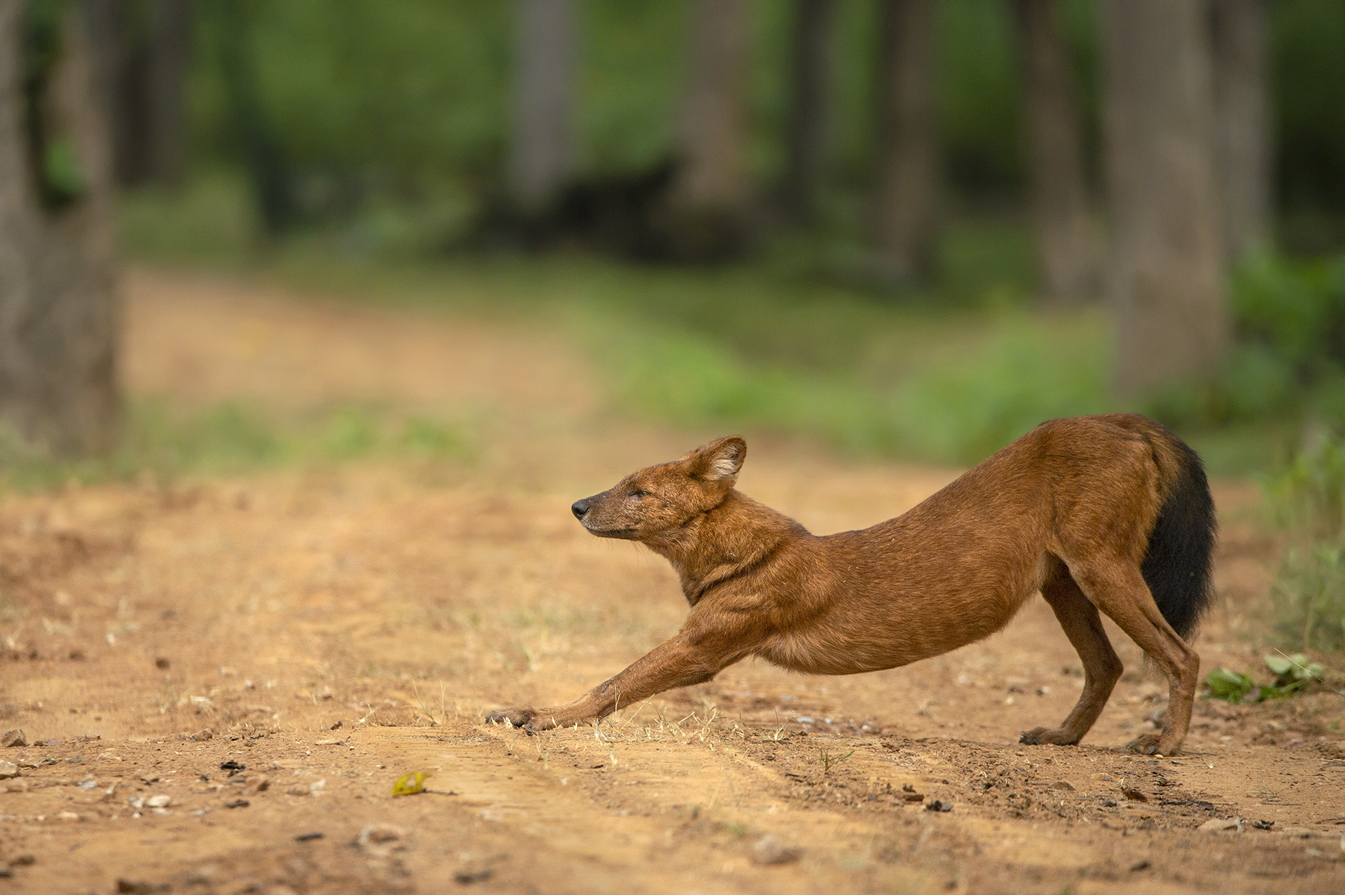 Dhole on safari track