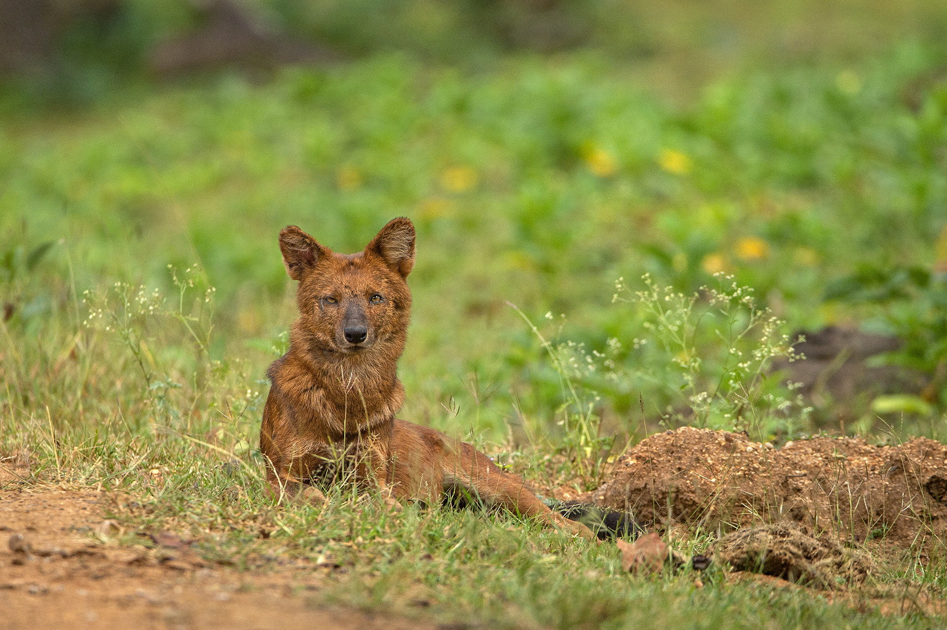 Dhole or Asiatic Wild Dog