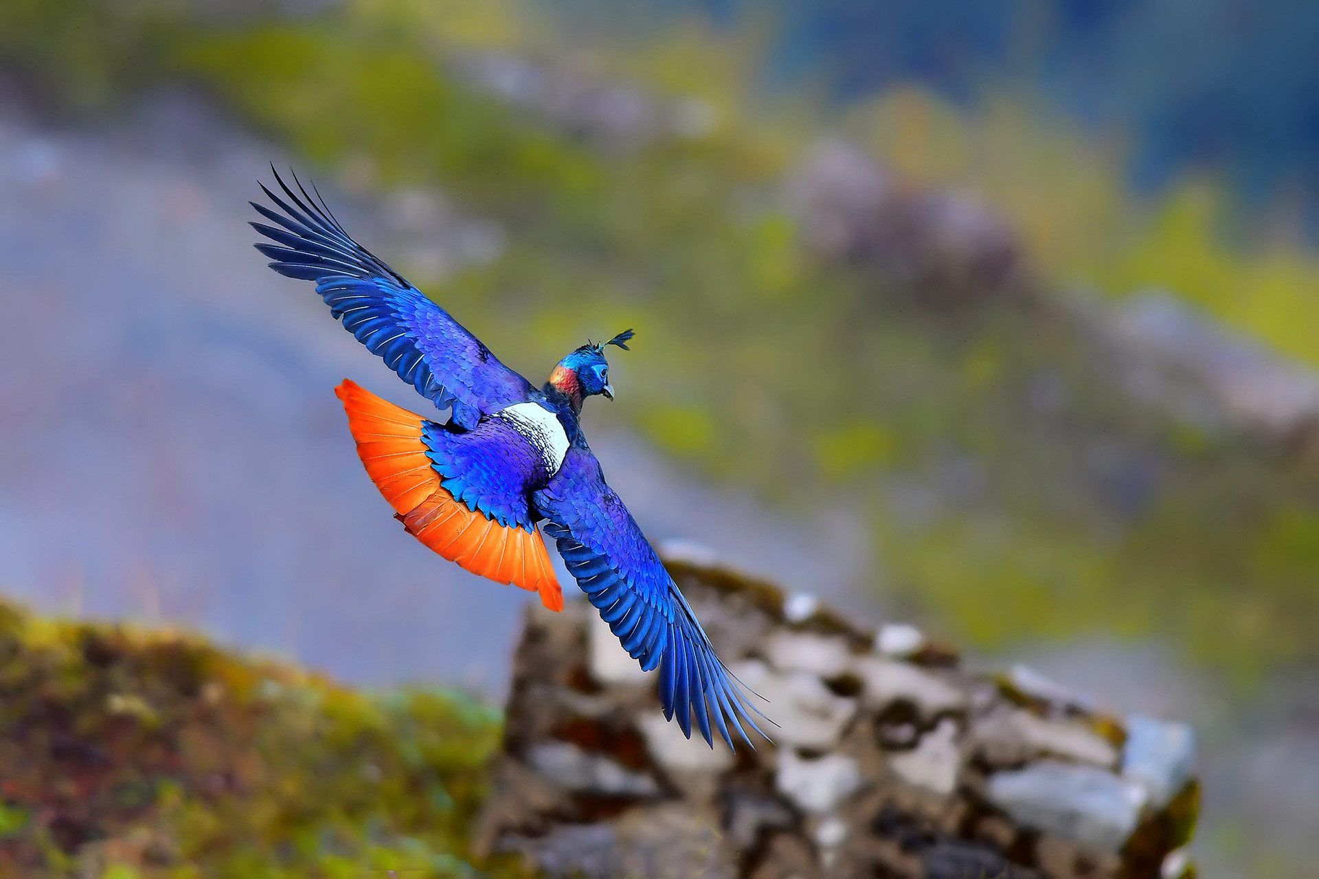 Himalayan Monal male in flight