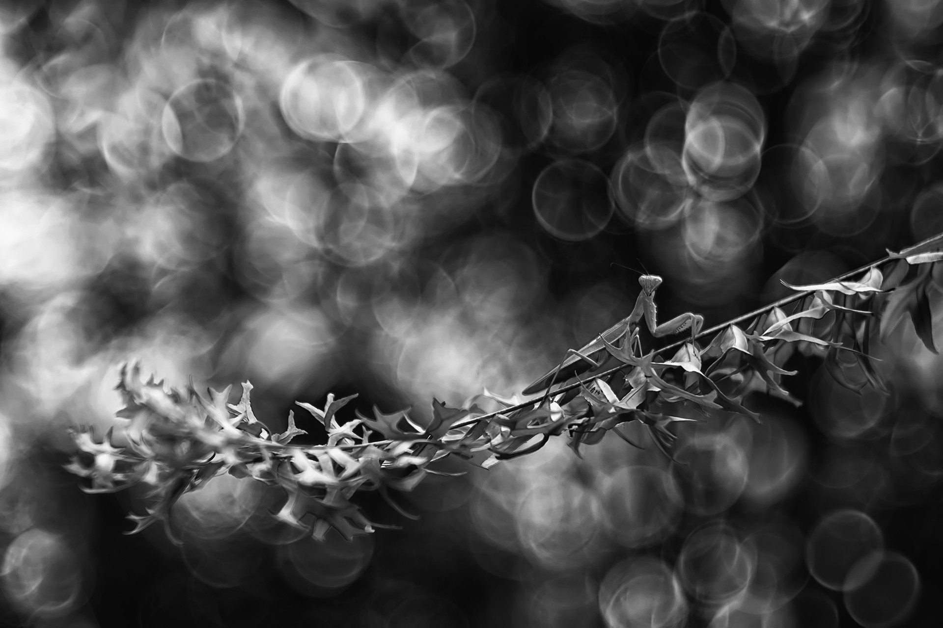 Kallol mukherjee - Macro | Nature inFocus