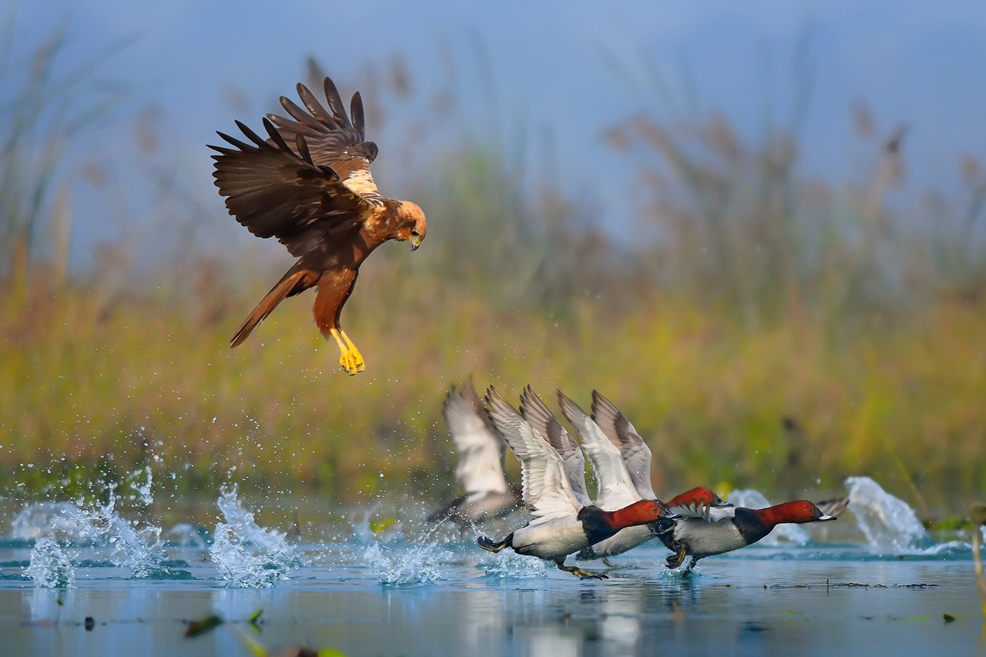 Marsh Harrier hunting Common Pochards in a wetland