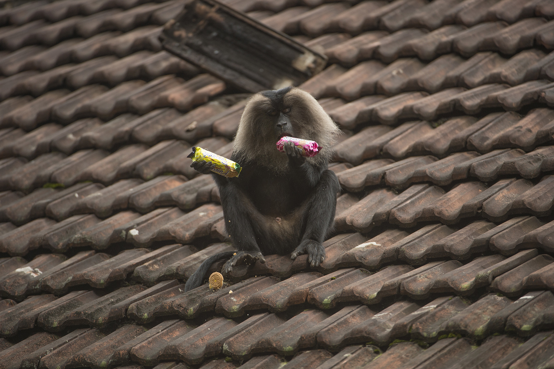 A lion tailed macaque eating biscuits near a house