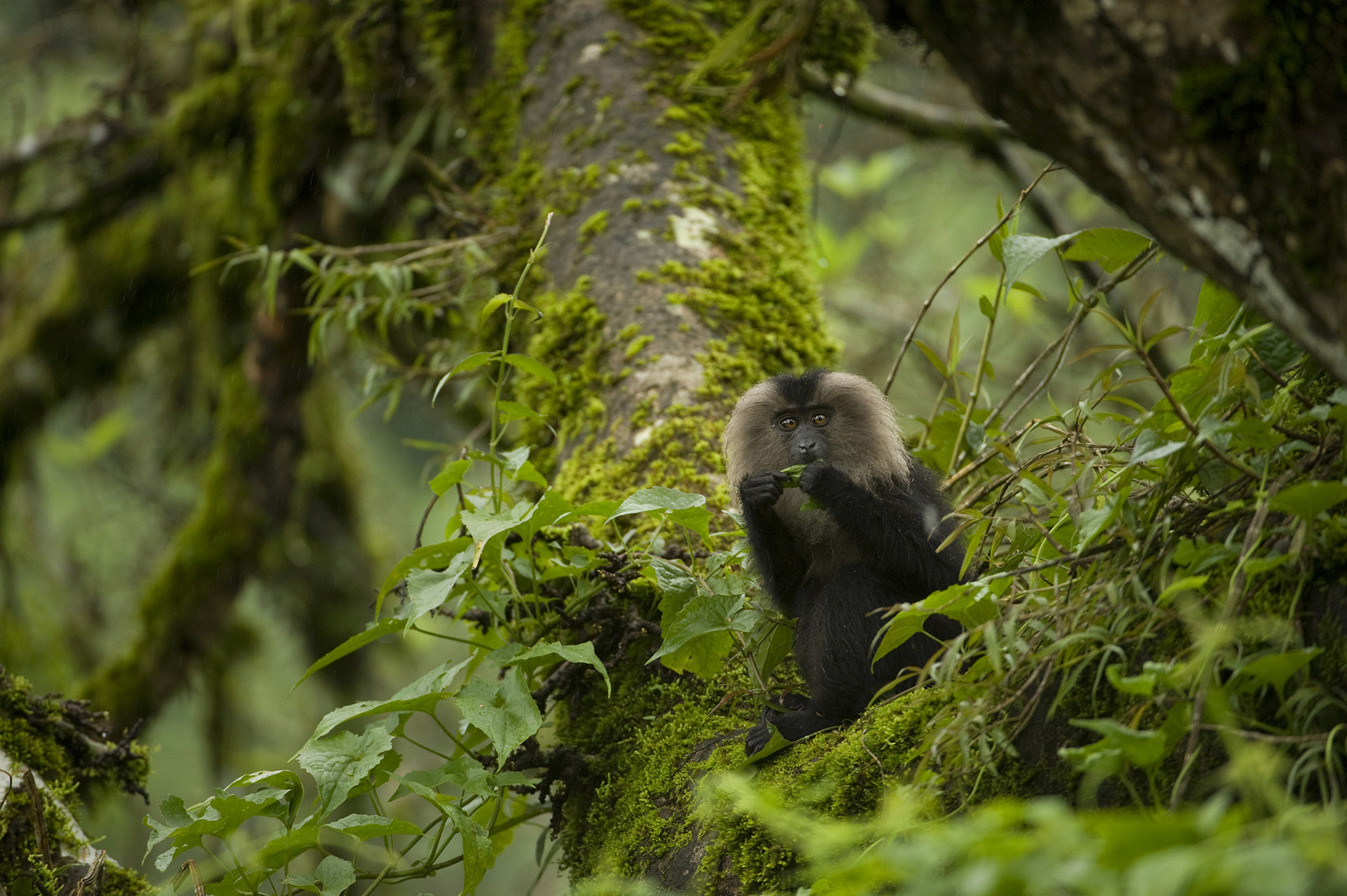 Kalyan d - Seven Of India's Primate Species Are In Danger | Nature inFocus