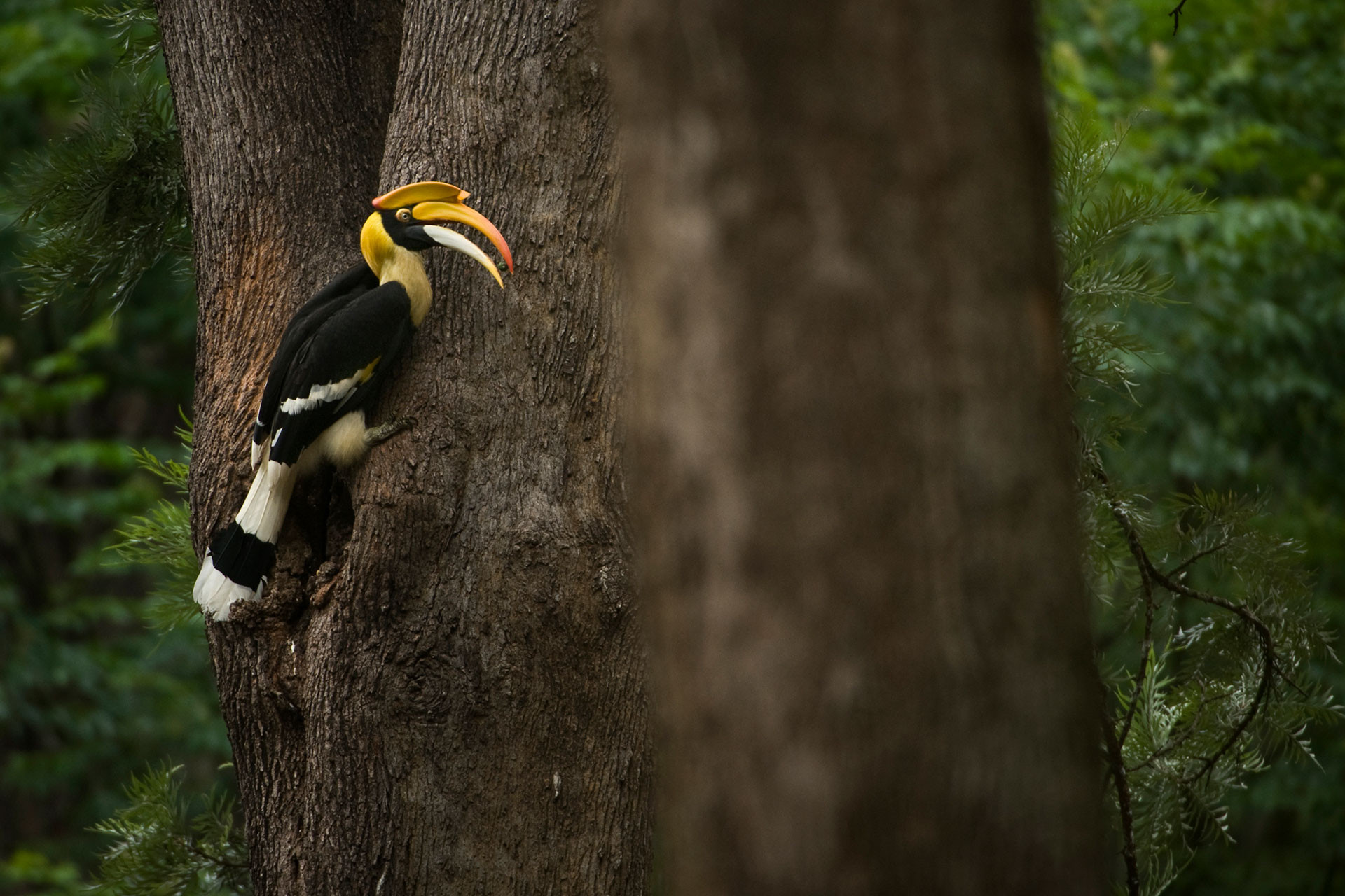      Kalyan GH D       | Nature Infocus