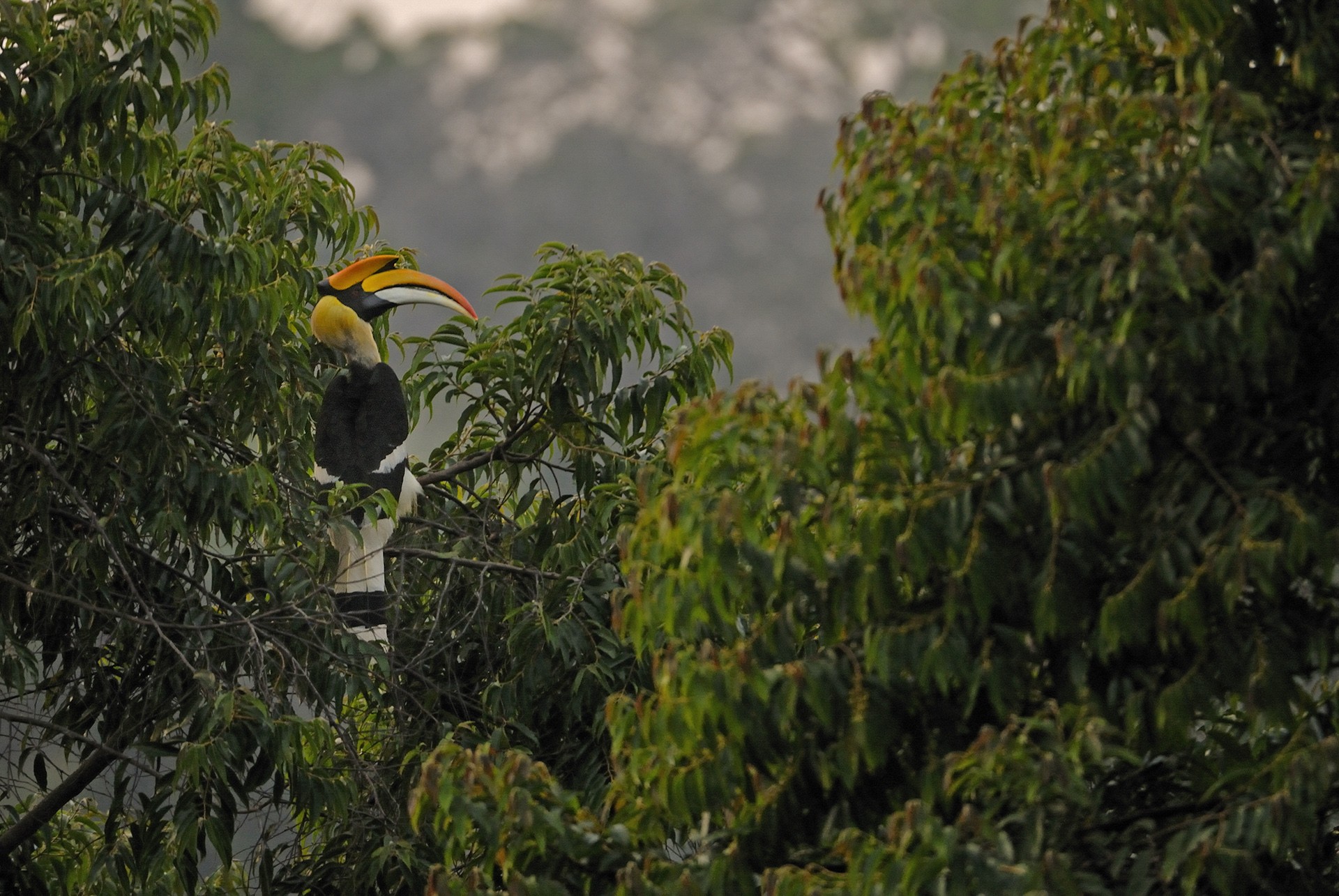 A male Great Hornbill perched on a Maesopsis eminii tree
