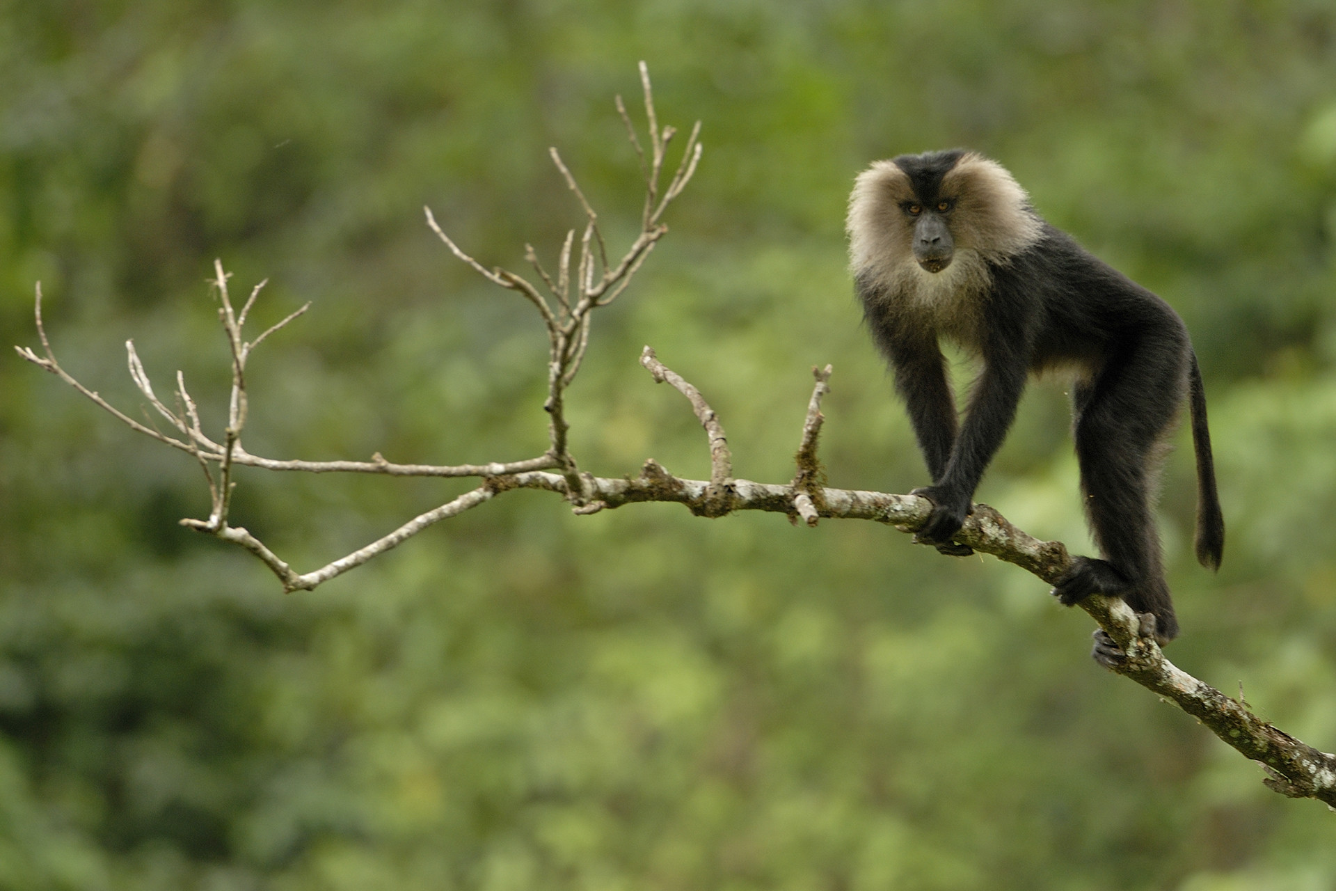 A lion tailed macaque in Valparai