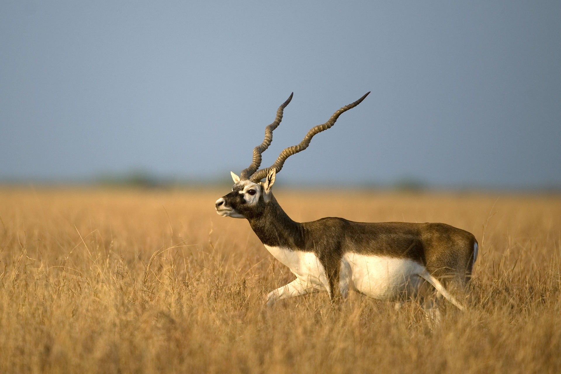 Blackbuck (Antilope cervicapra) | Nature inFocus