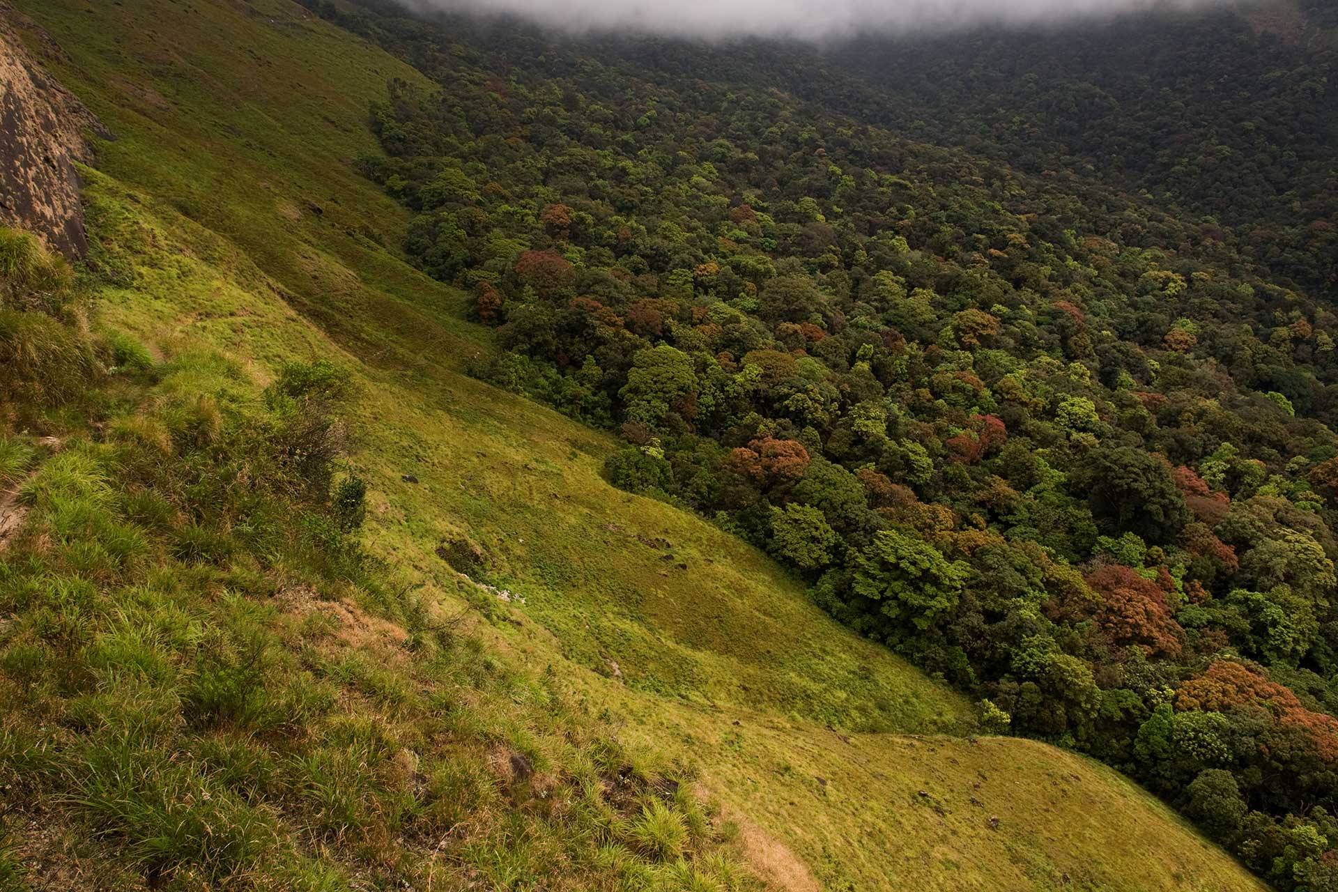 Shola grassland habitat in the Anamalai Tiger Reserve, Tamil Nadu | Nature inFocus