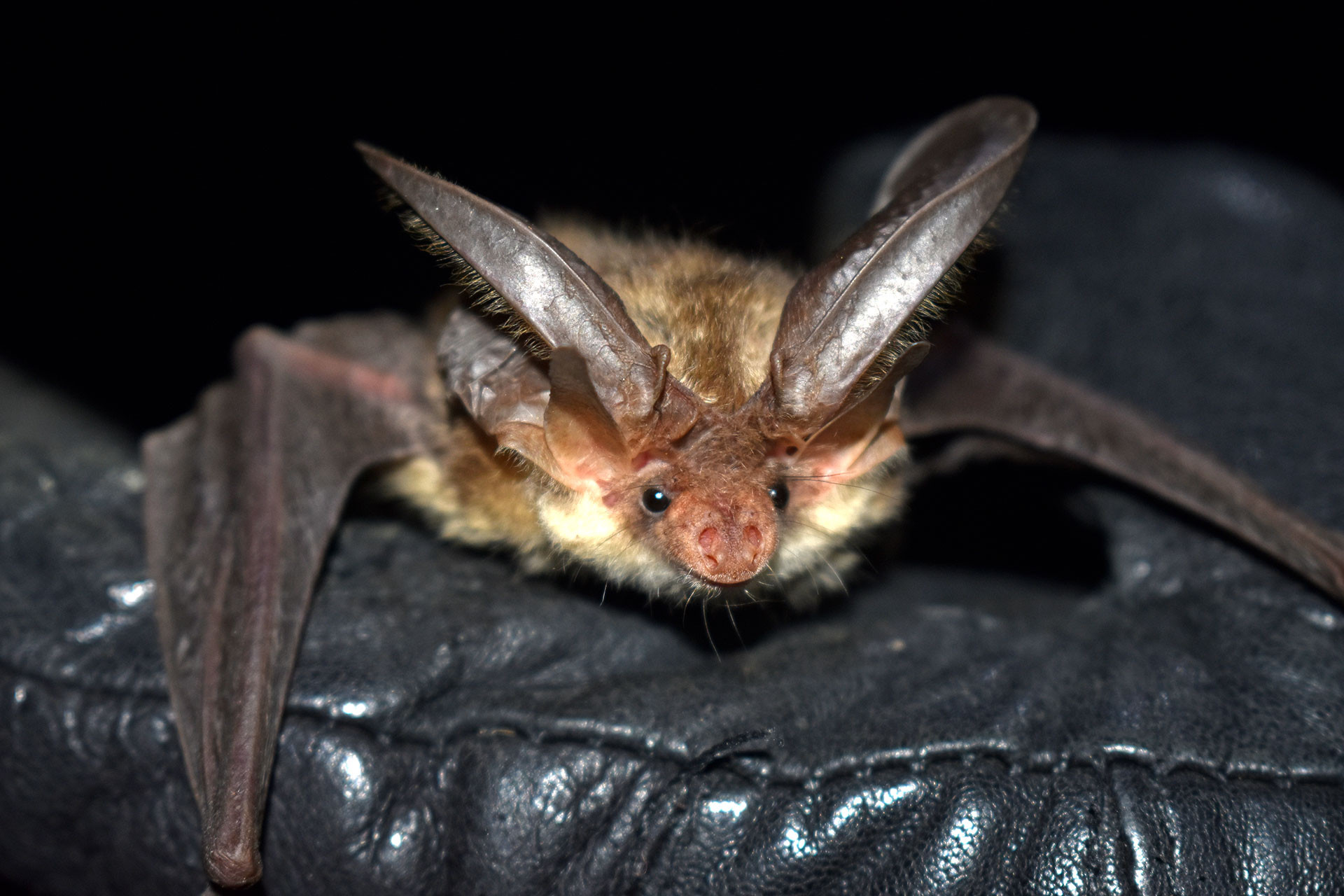 Kashmir Long eared Bat