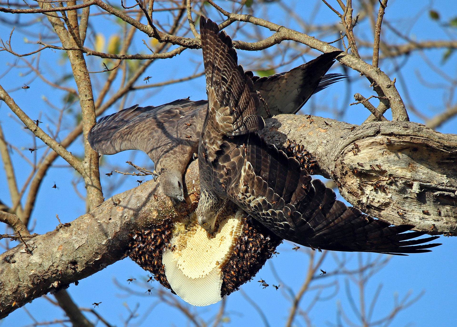 Kaushal nanavati - Top 20 Hive Photographs Of 2020 | Nature inFocus