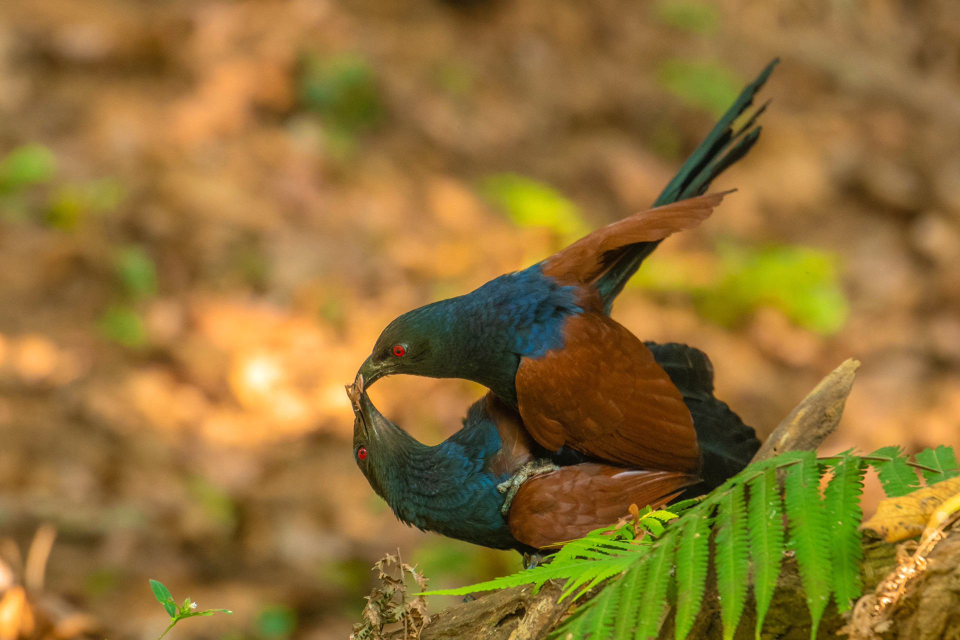 Southern Coucal courtship display