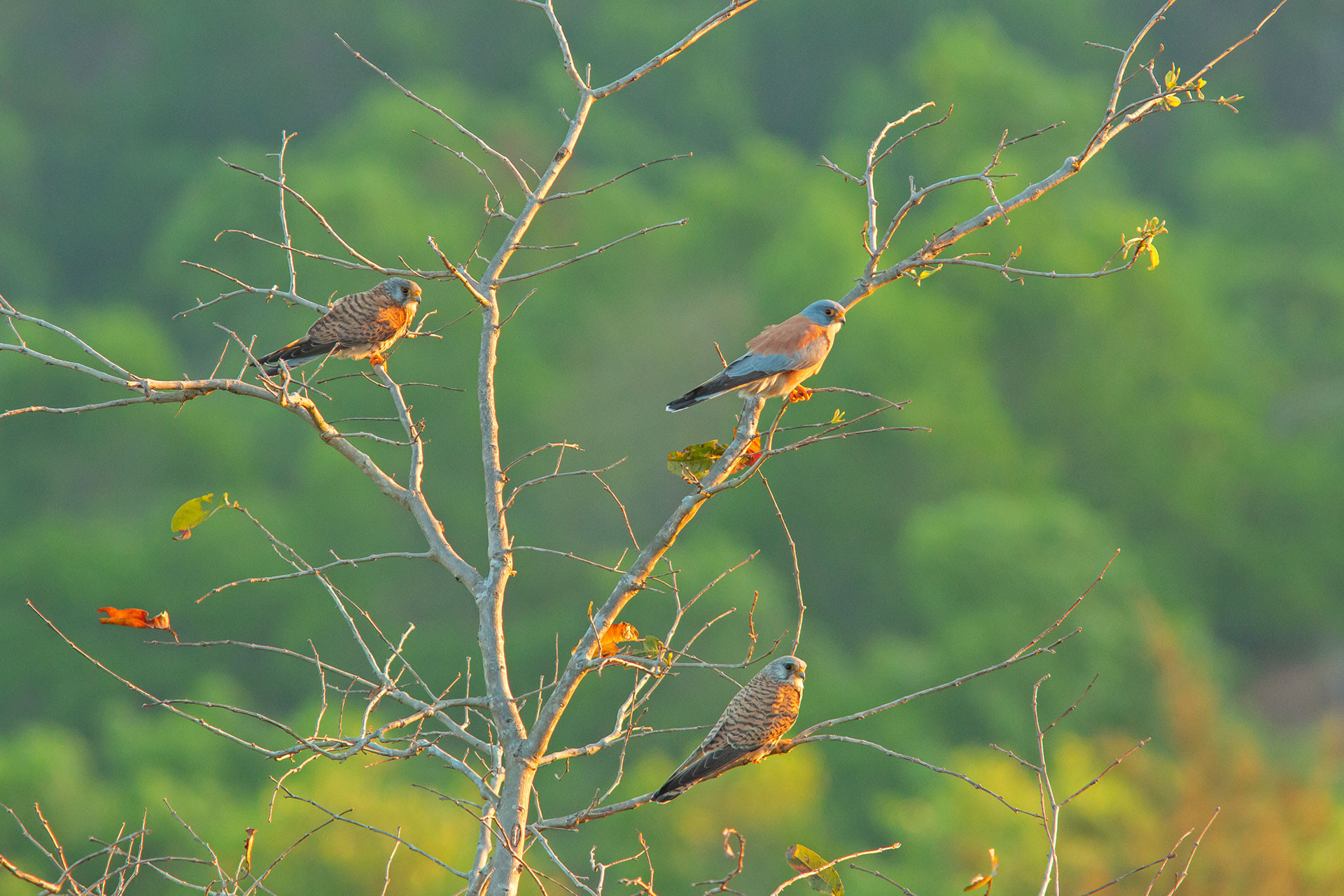 Lesser Kestrel migratory birds seen in Kasaragod in Mangalore