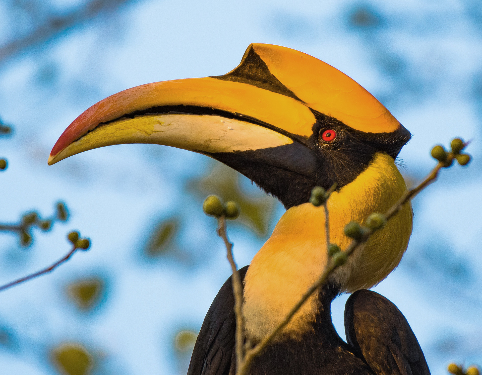 Great Indian Hornbill big casque seen in Kaziranga National Park Assam