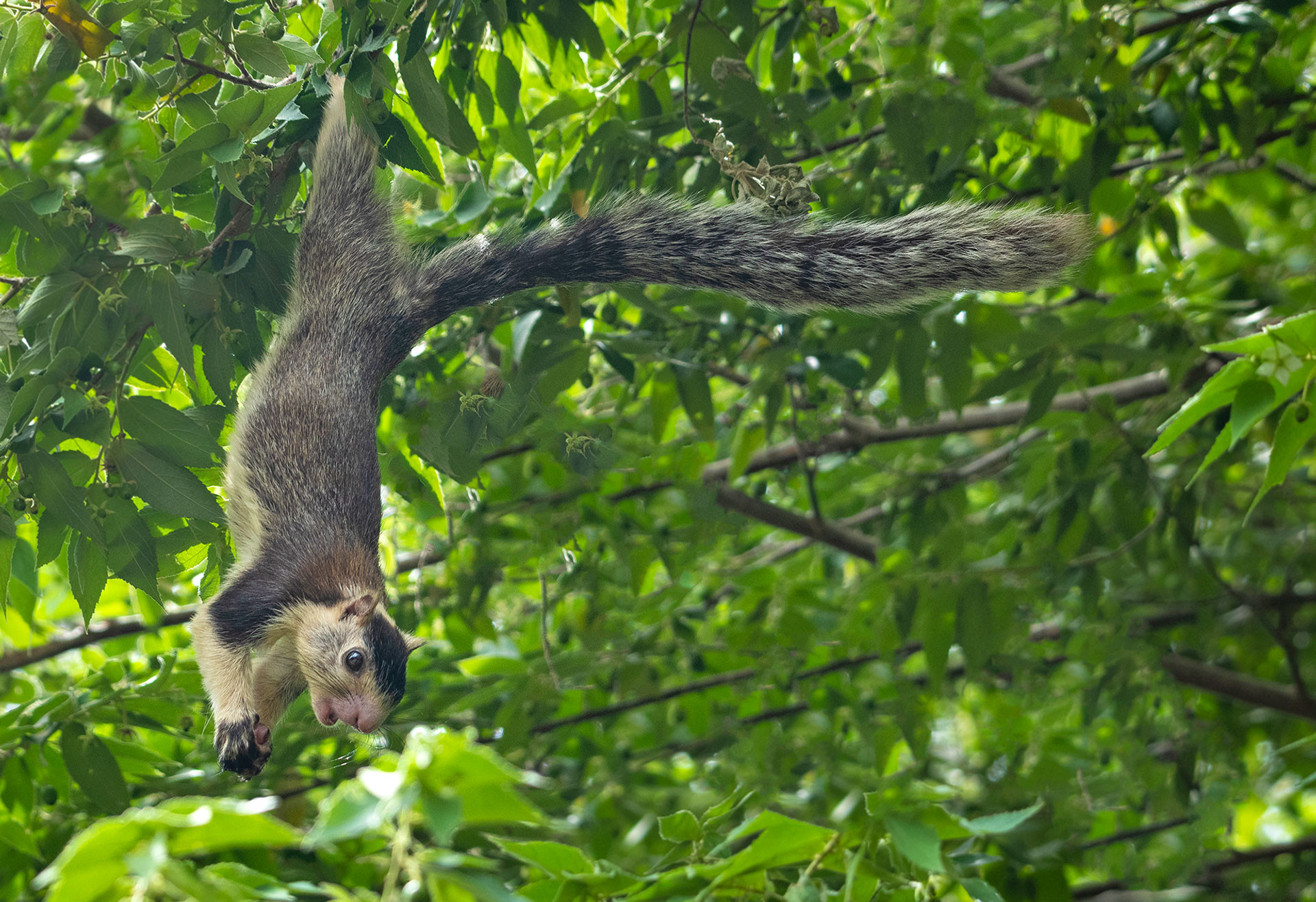 Grizzled Giant Squirrel or Sri Lankan Giant Squirrel in Cauvery Wildlife Sanctuary Karnataka