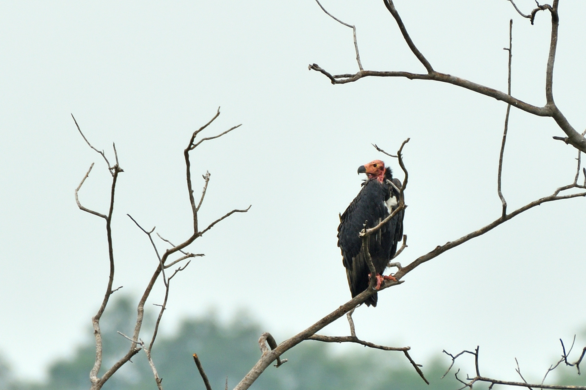      King Vulture          | Nature Infocus