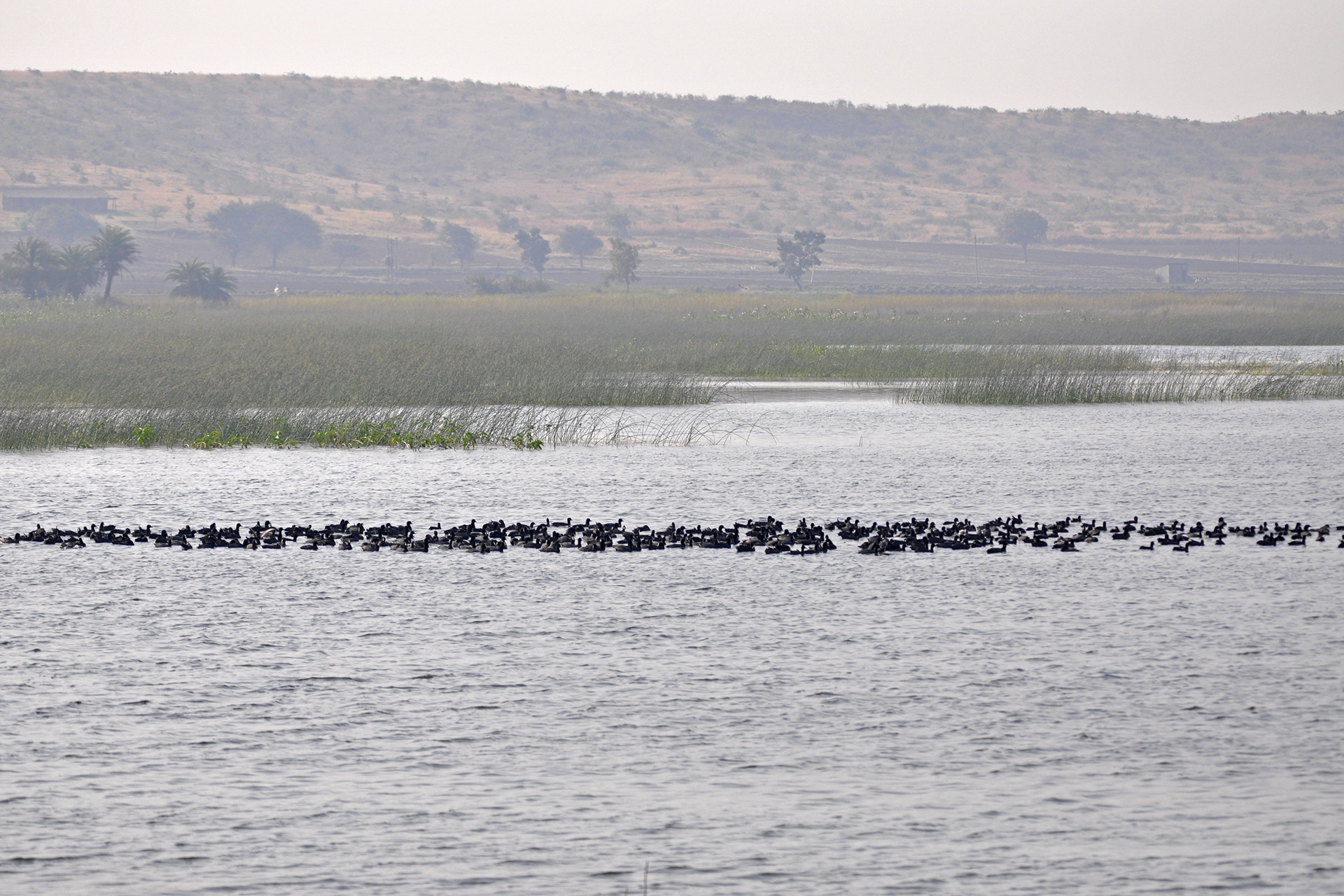 Kishanpura lake - 13 Places To Go Birdwatching In Indore | Nature inFocus