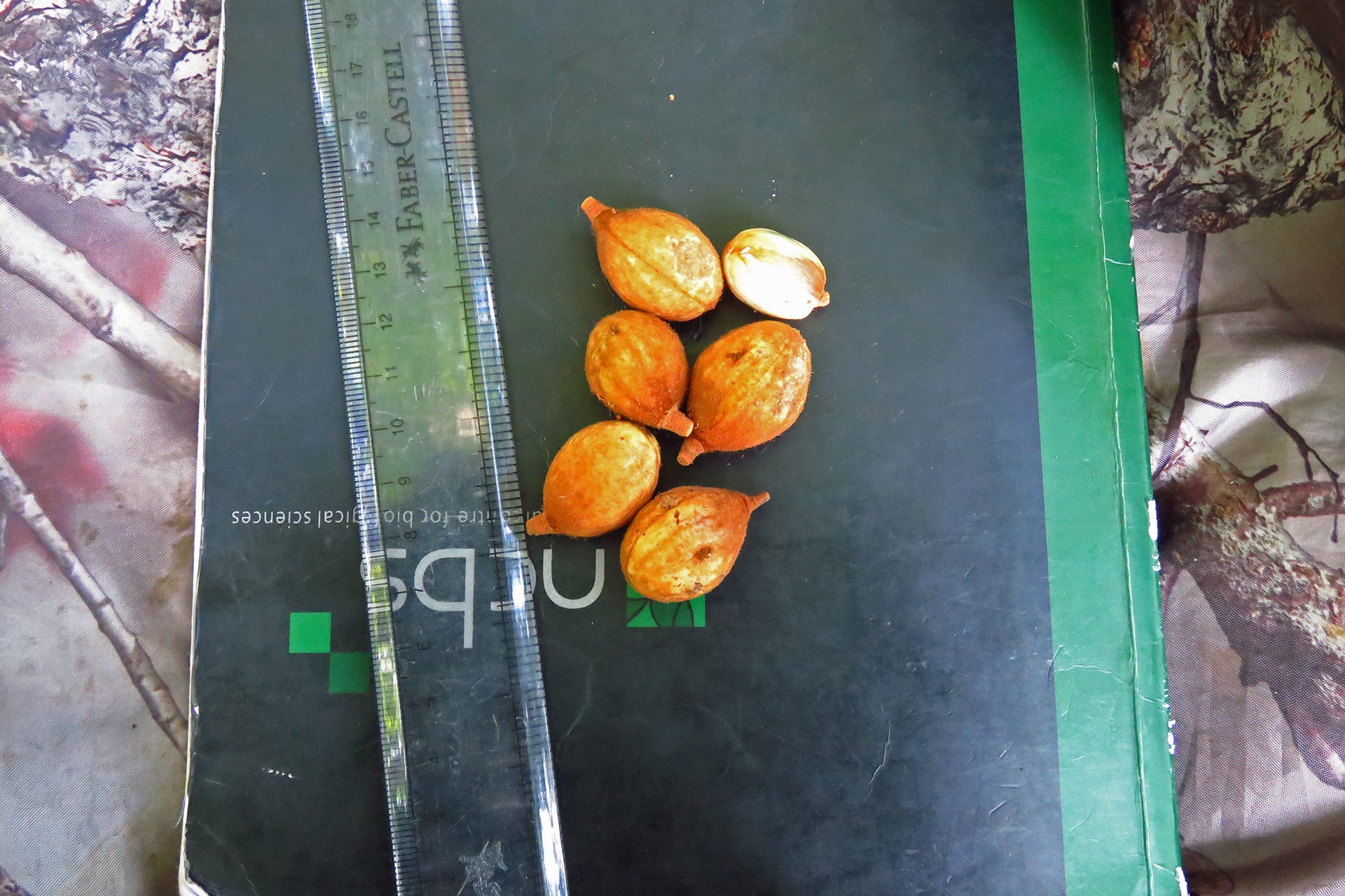 knema fruits in hornbill diet
