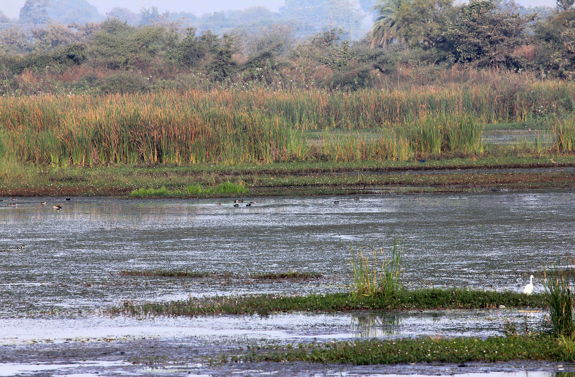 Birdwatching in Koradi Lake Nagpur