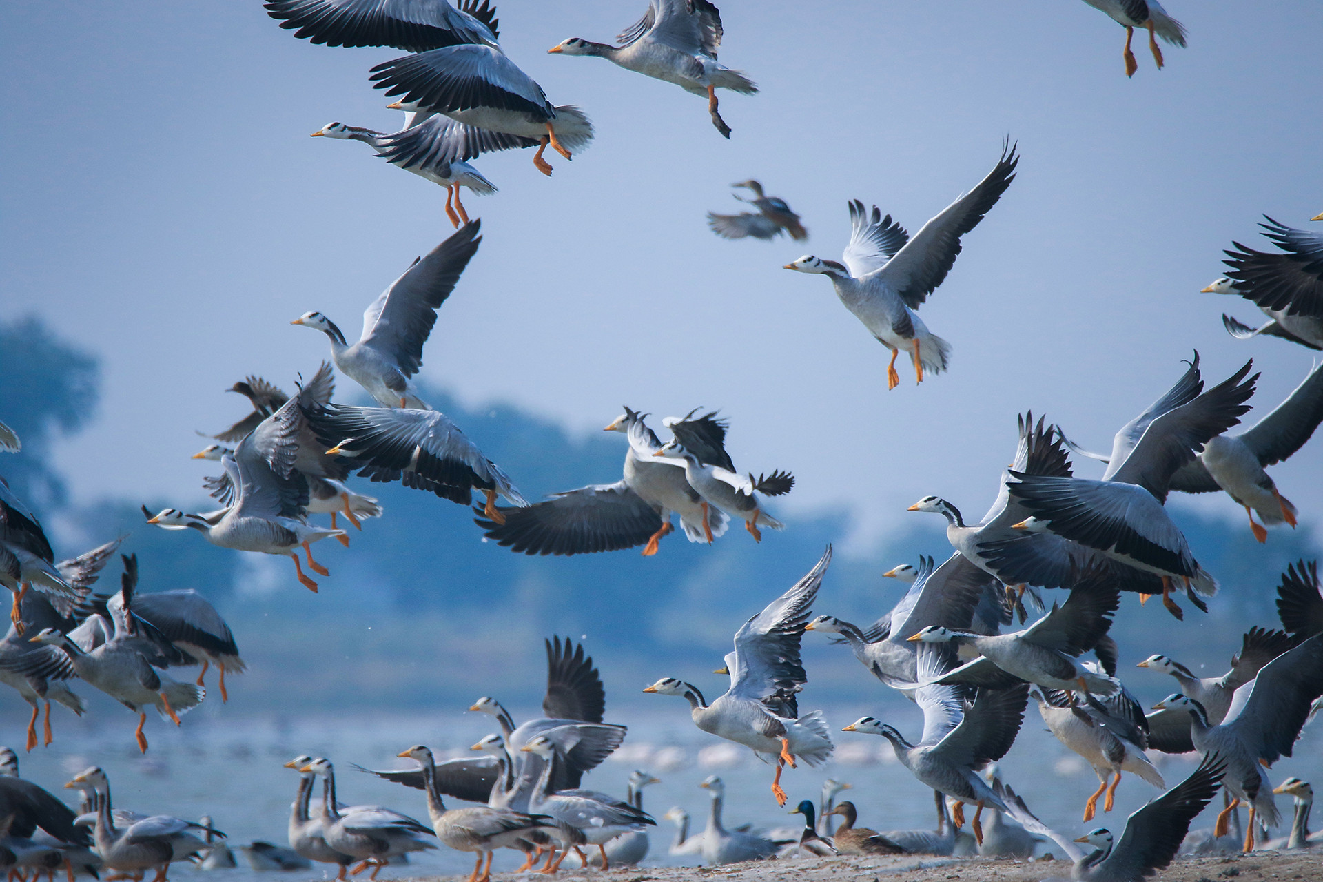 Bar-headed Geese Anser indicus in Nalsarovar Bird Sanctuary, Ahmedabad