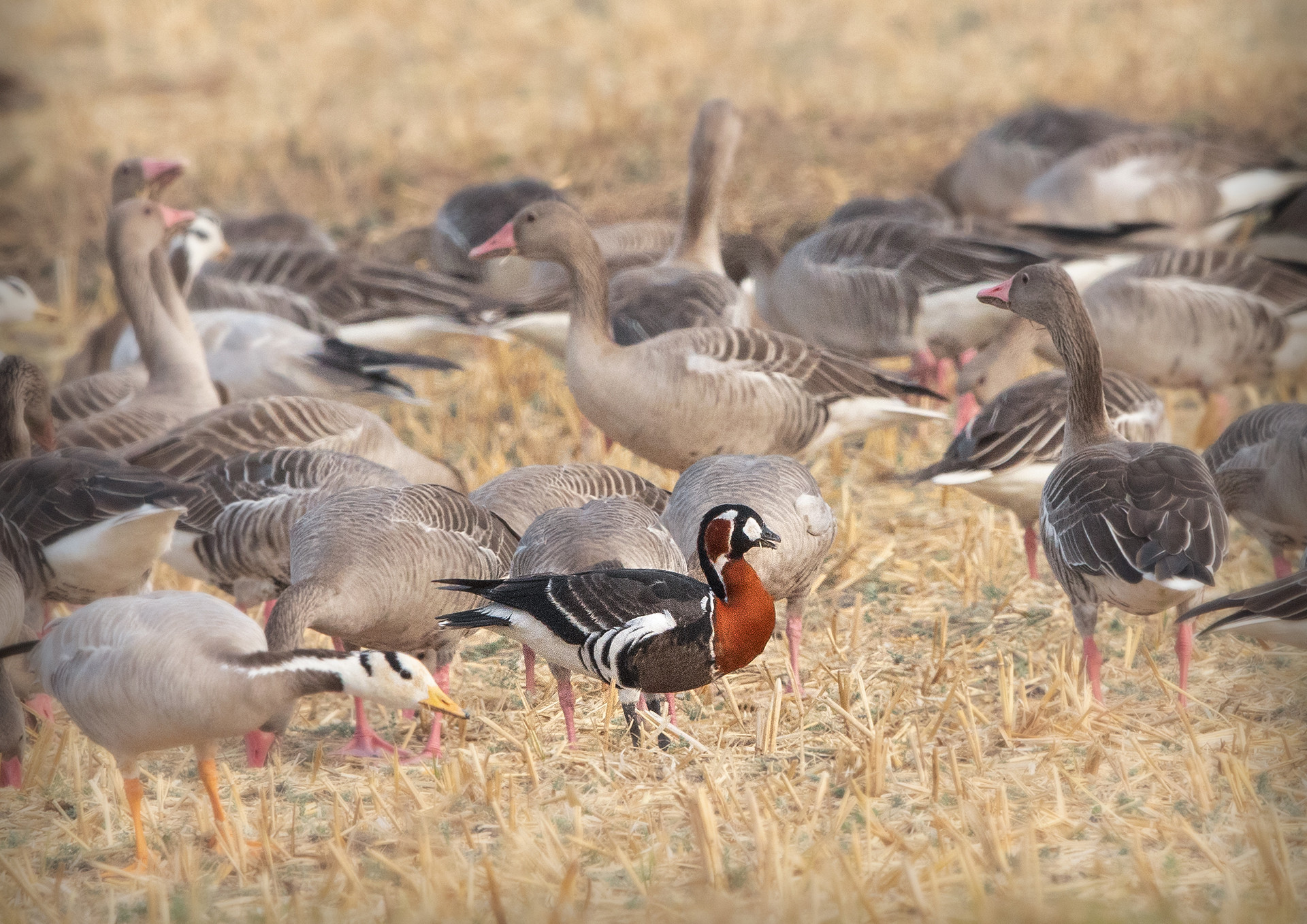 Red-breasted Goose Branta ruficollis with Greylag Geese Anser anser