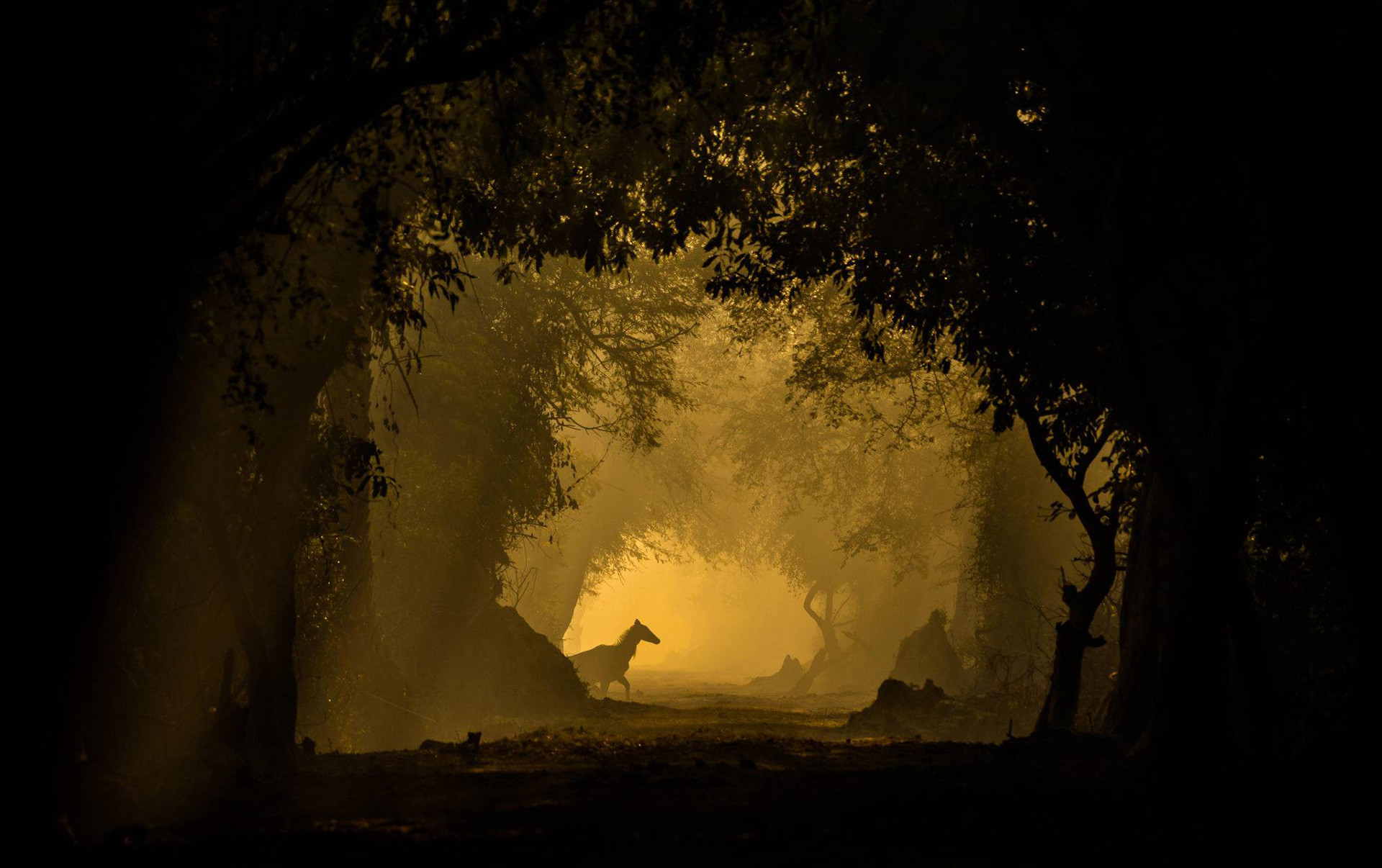 Nilgai Antelope also called Bluebull seen in Bharatpur