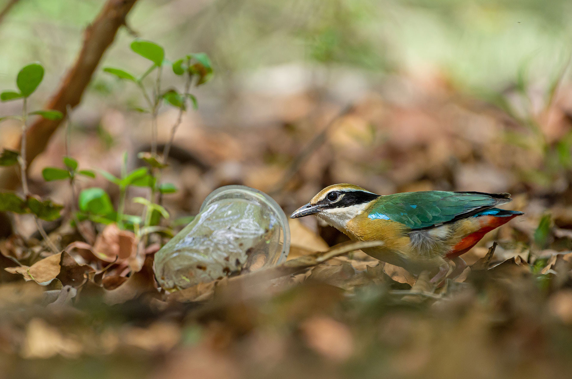 Indian Pitta with garbage  | Nature inFocus