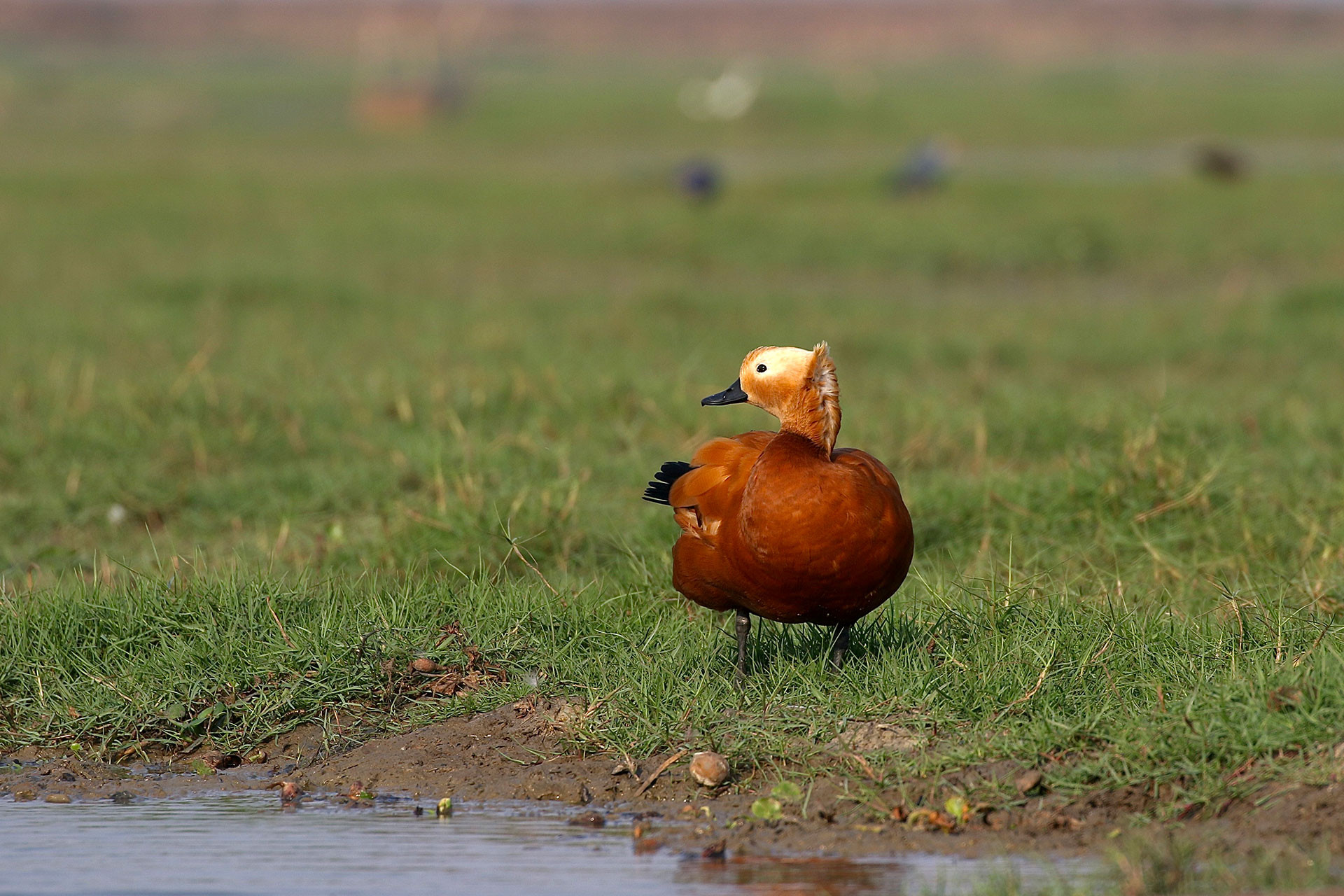 Kushagra IMG | Nature Infocus