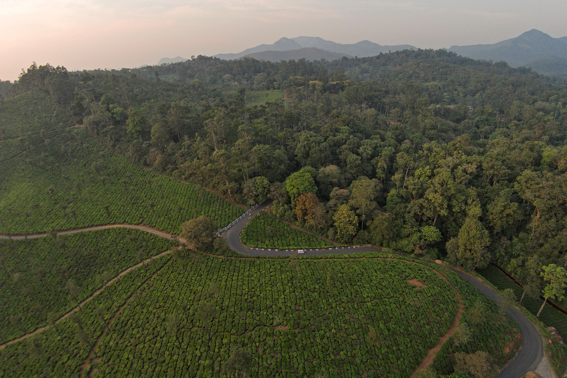 tea plantation valparai