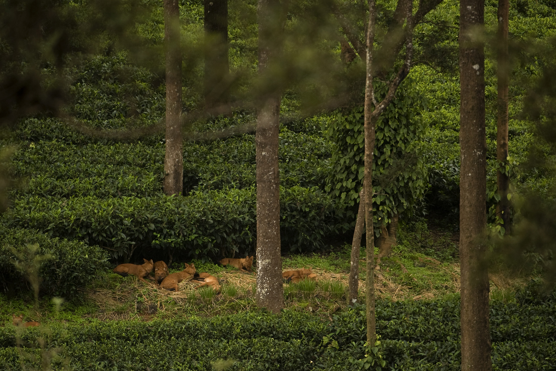 Dhole pack resting in a tea estate