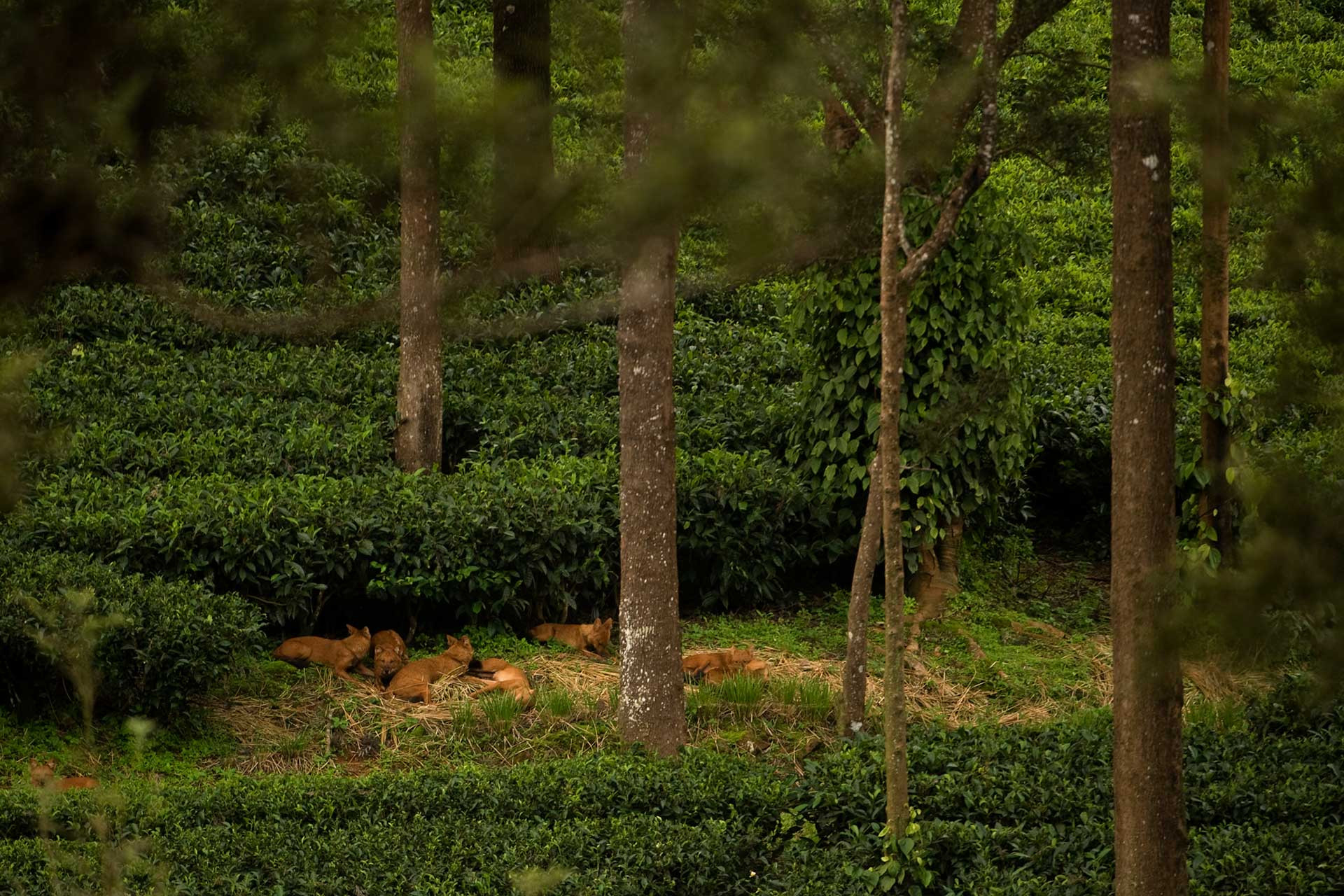 Dholes in a tea plantation in Valparai