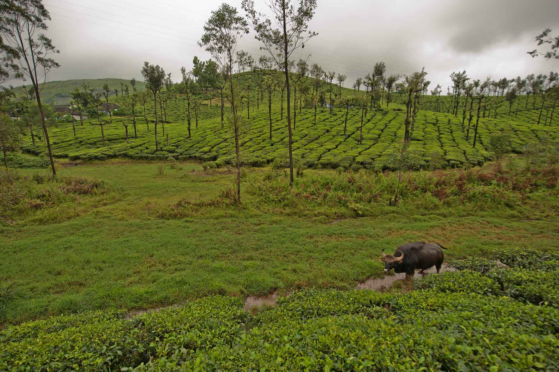 Gaur feeding near a tea plantation in Valparai