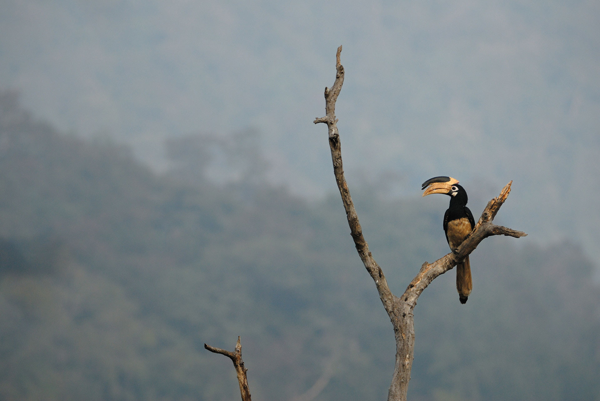 Malabar Pied Hornbill perched on a naked tree branch