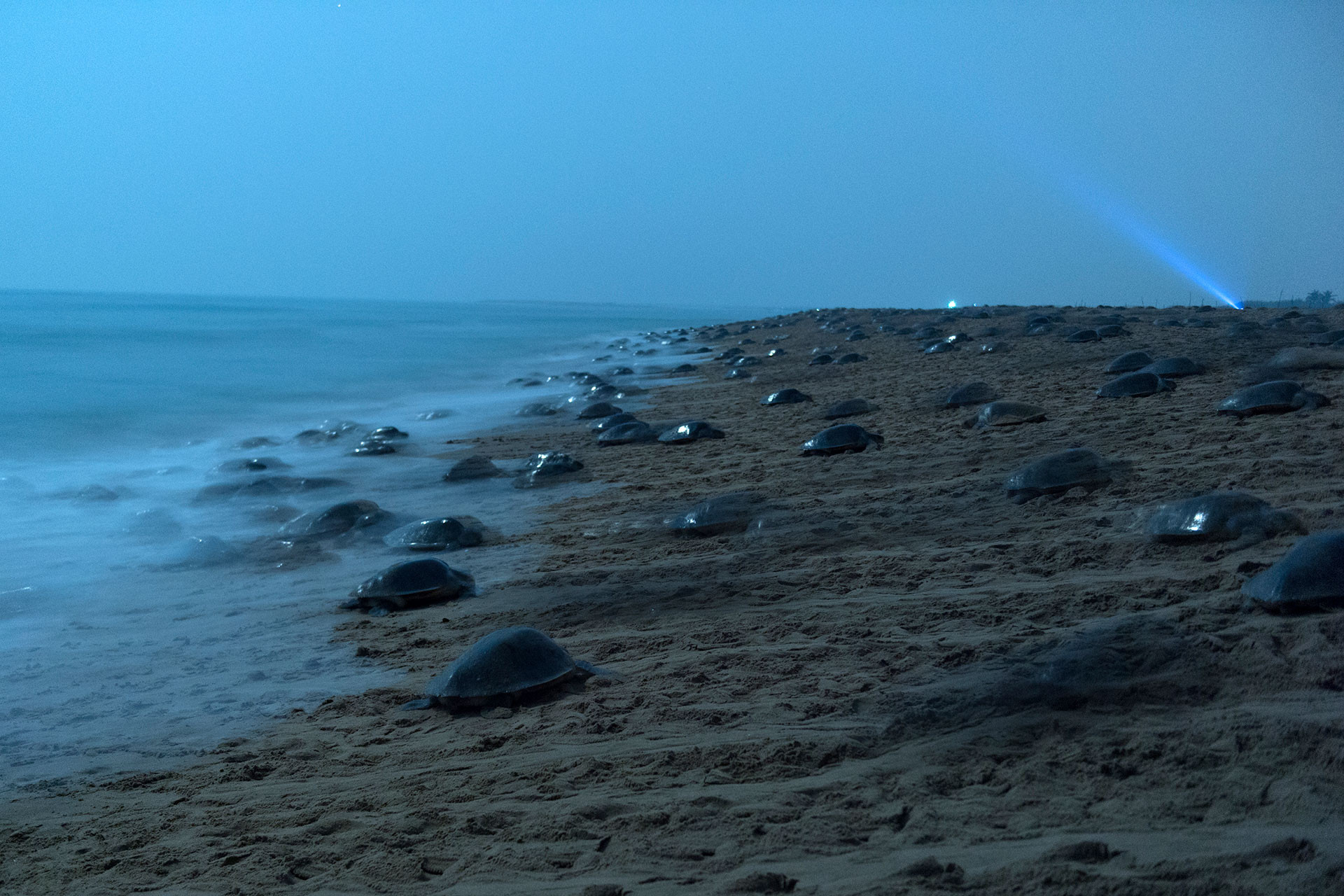 Olive Ridley turtles mass nesting in Odisha
