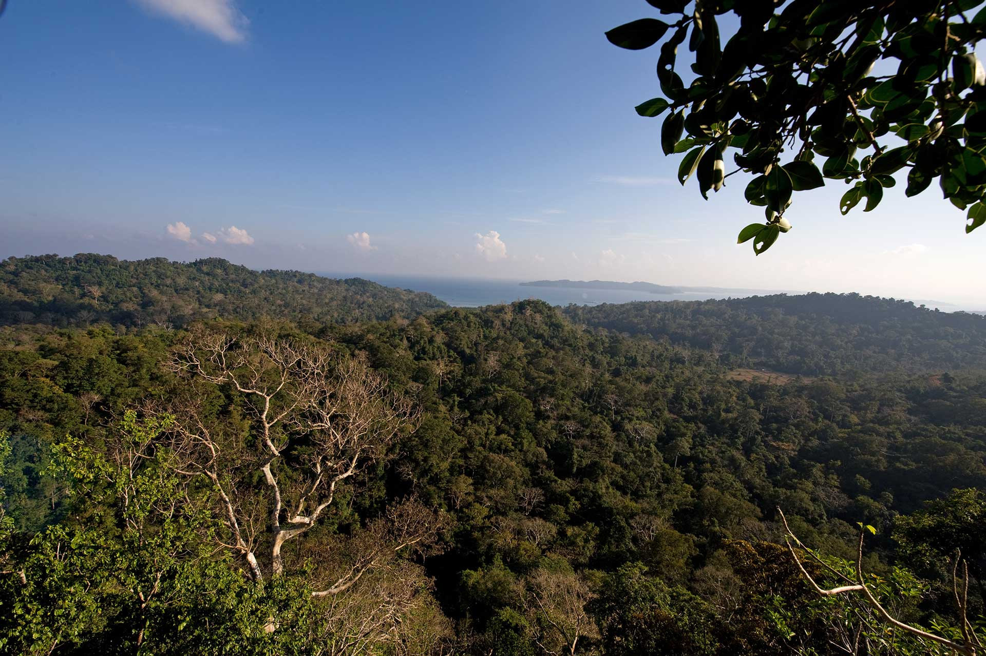 forest scape western ghats