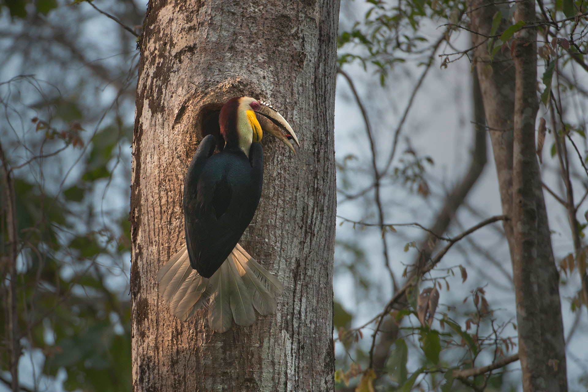 Wreathed Hornbill at a nest in Arunachal Pradesh
