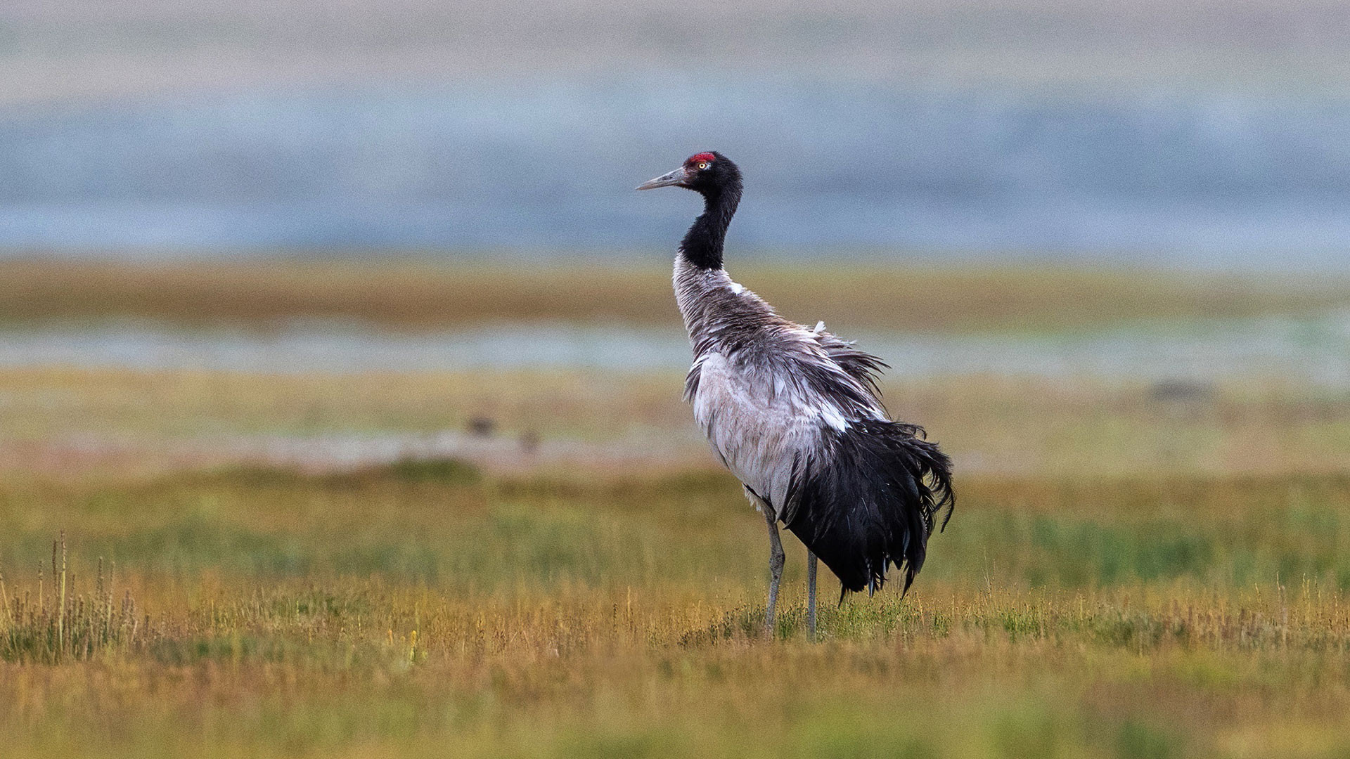 Black-necked Crane (Grus nigricollis) | Nature inFocus