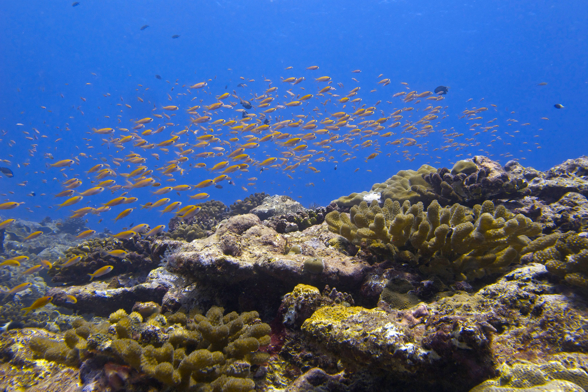 Lakshadweep img - Lakshadweep Needs To Be Viewed Through The Lens Of Climate Change | Nature inFocus