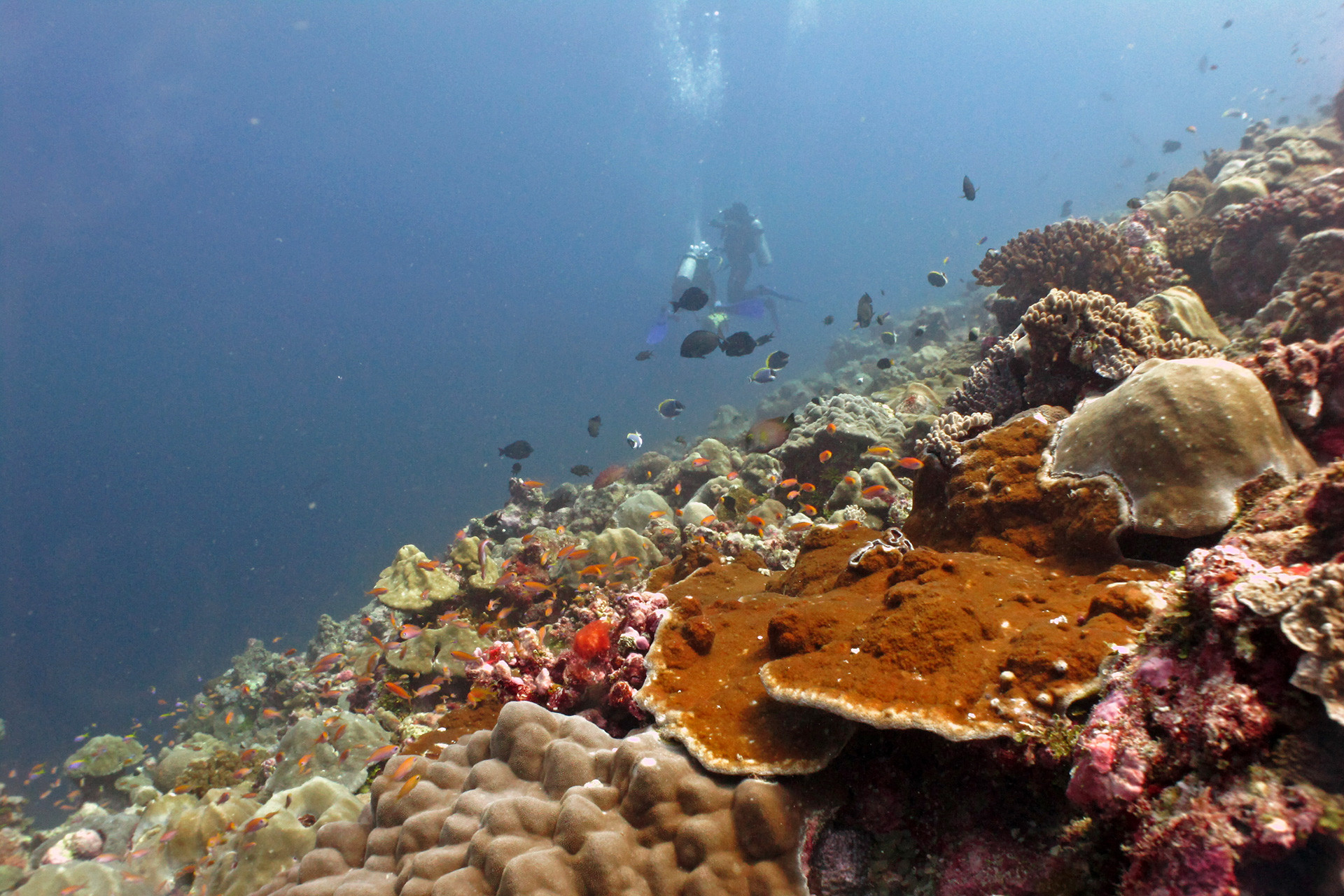 Lakshadweep img - Lakshadweep Needs To Be Viewed Through The Lens Of Climate Change | Nature inFocus
