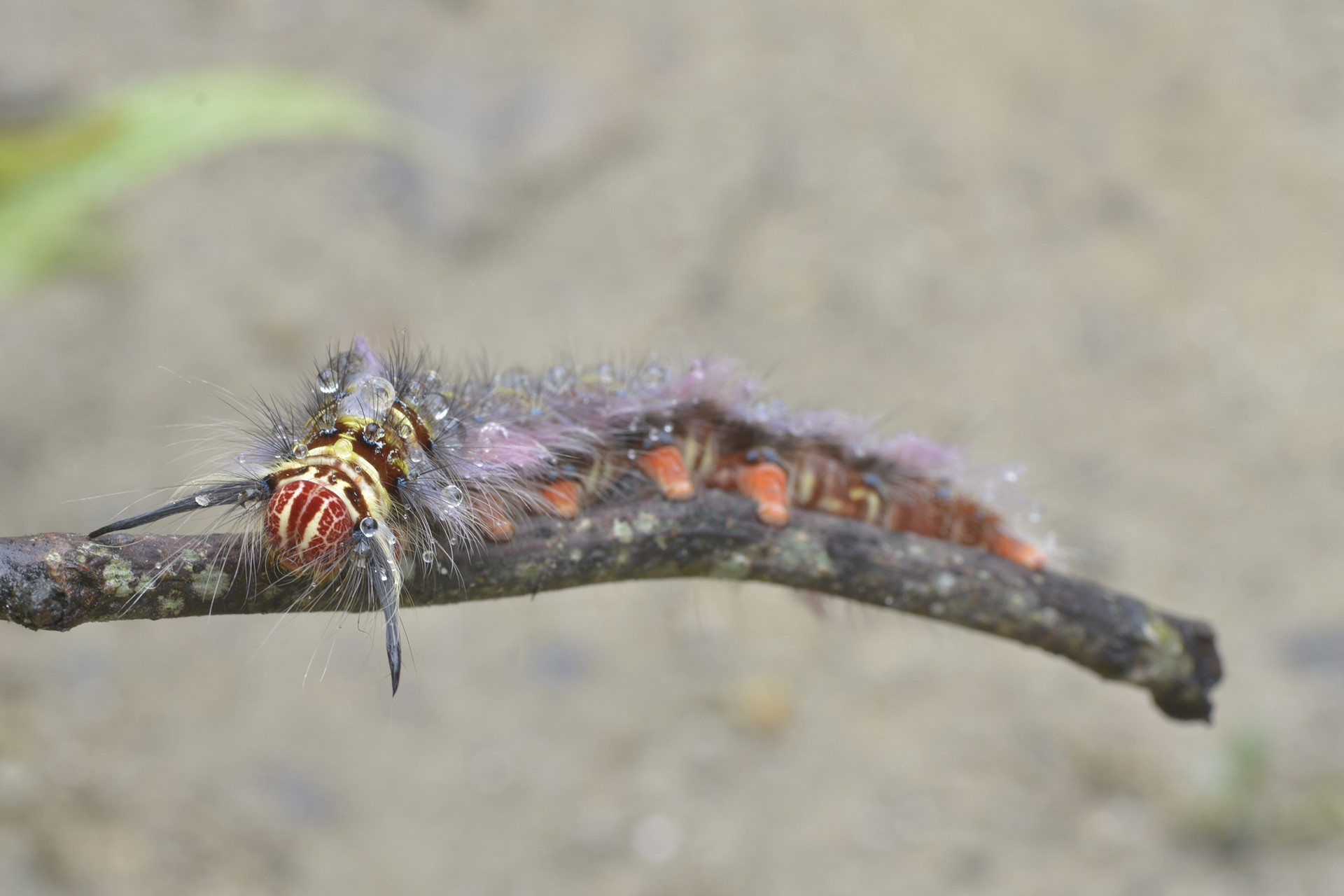 Lappet moth - Monsoon Macro Diaries | Nature inFocus