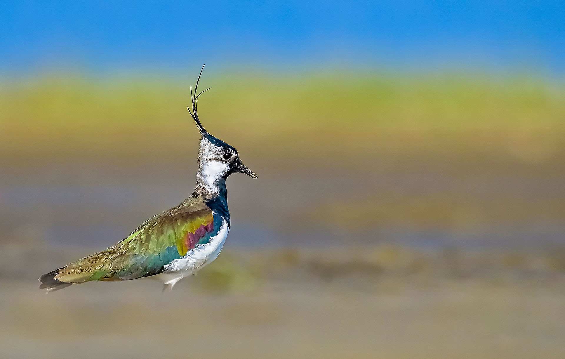 Northern Lapwing male bird in colourful breeding plumage
